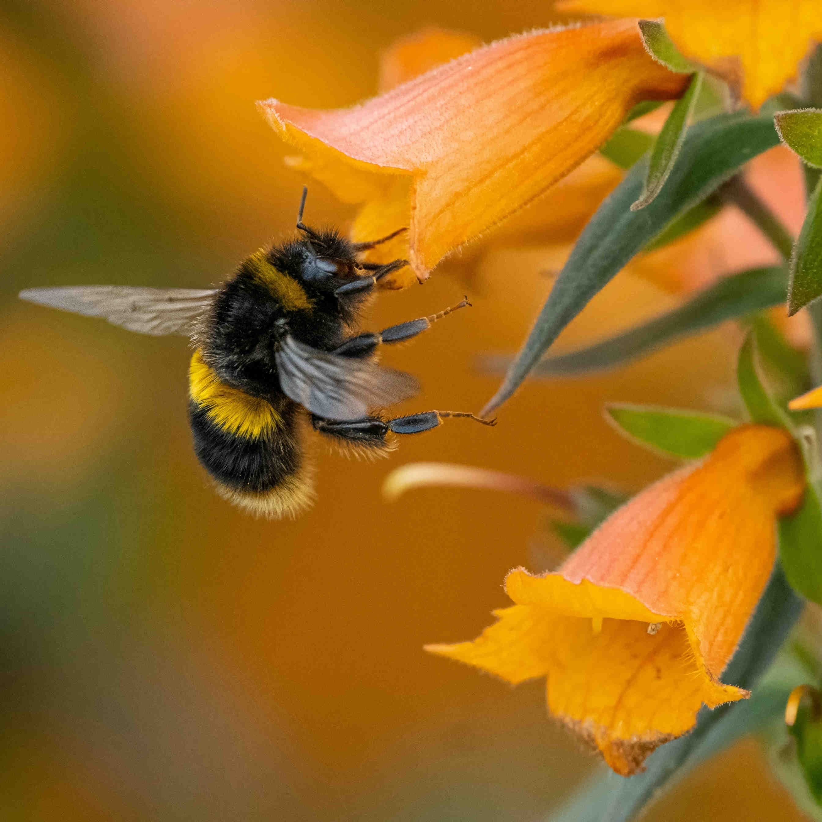 impollinatori 3Bee oasi