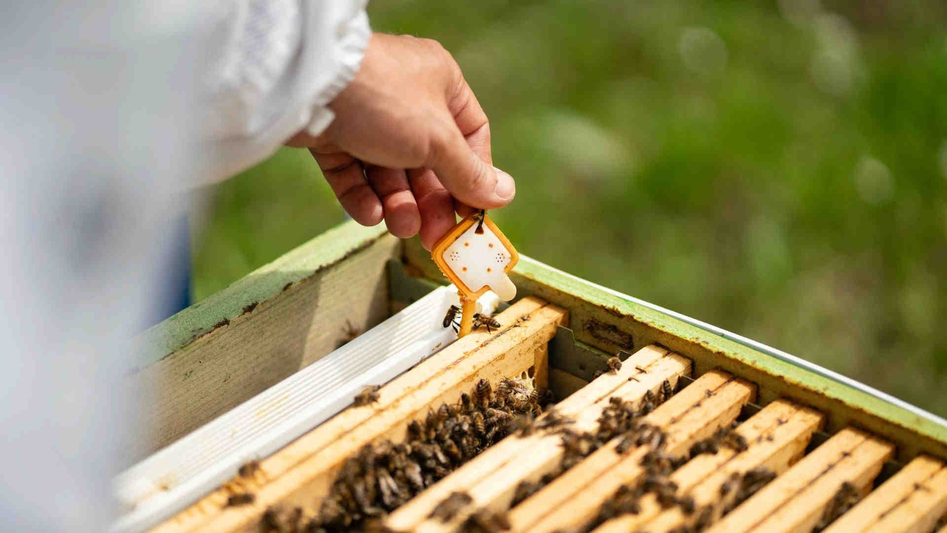 3bee-blog-dagli alveari-alle-oasi-della-biodiversita