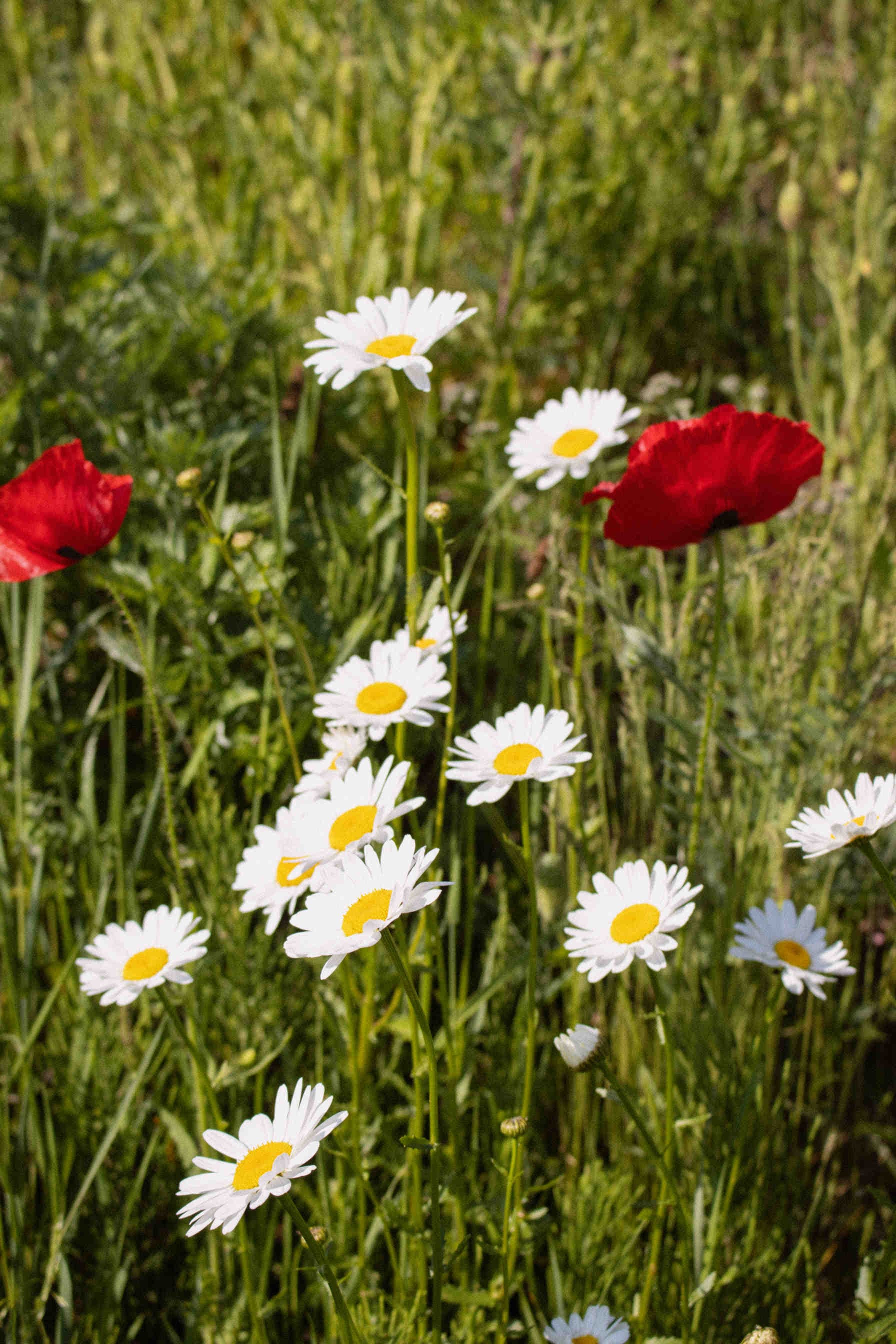 What is biodiversity regeneration?