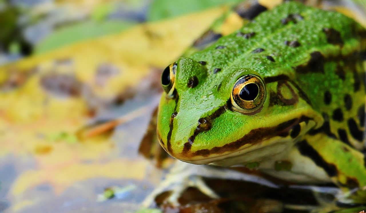 rana su acqua