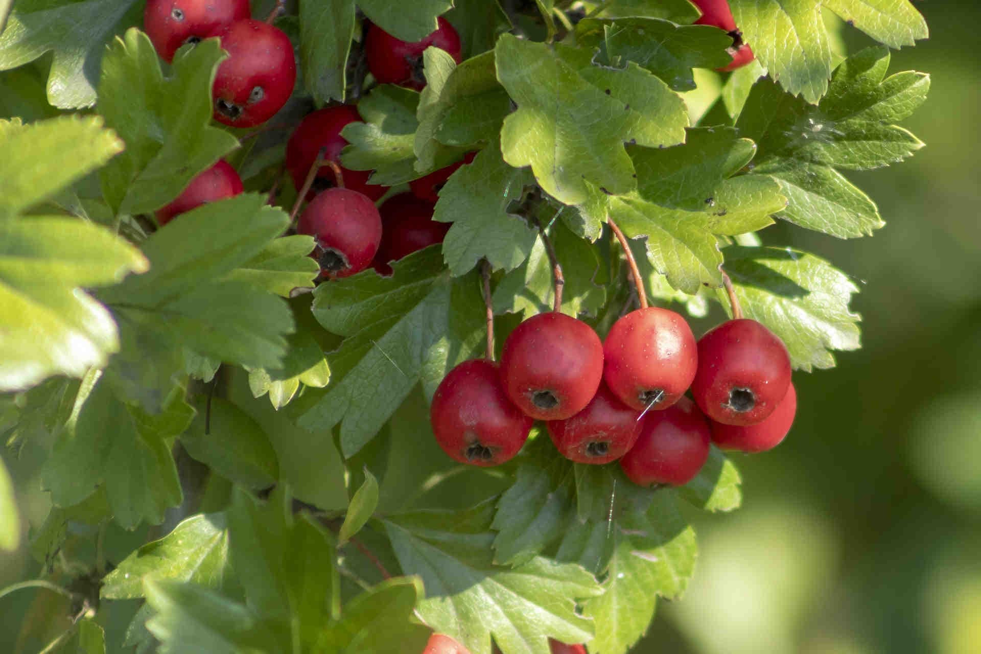 Fioritura e Fruttificazione: il Ciclo Vitale