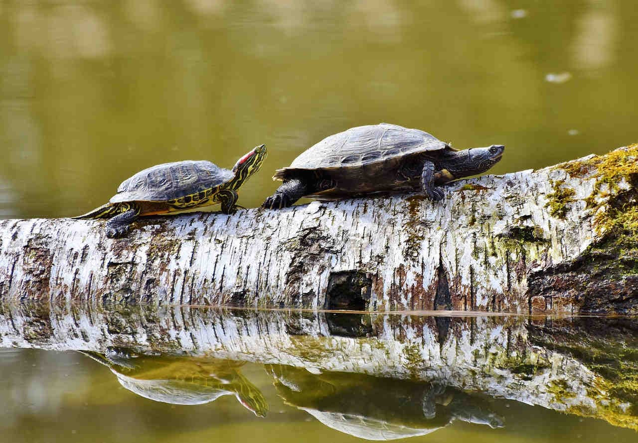 Deux tortues sur un tronc d'arbre flottant sur l'eau