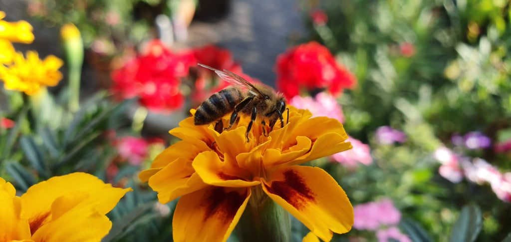 Importanza delle api