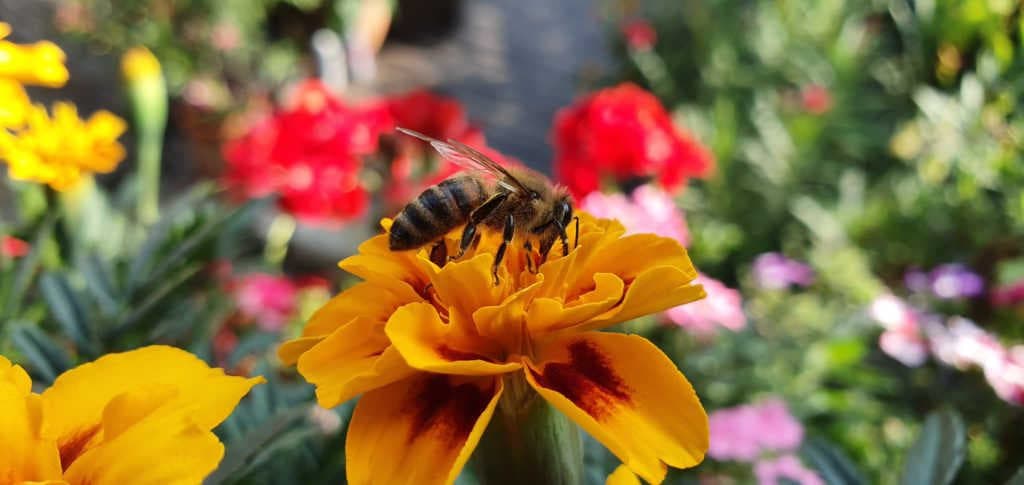 Importance of bees