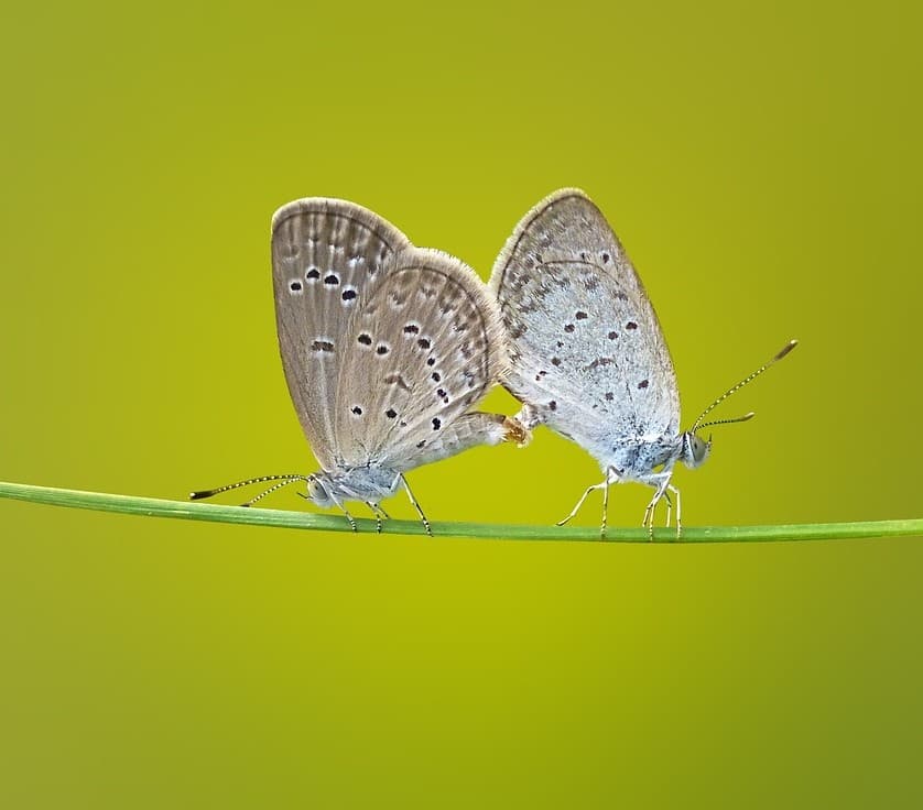 farfalle impollinazione