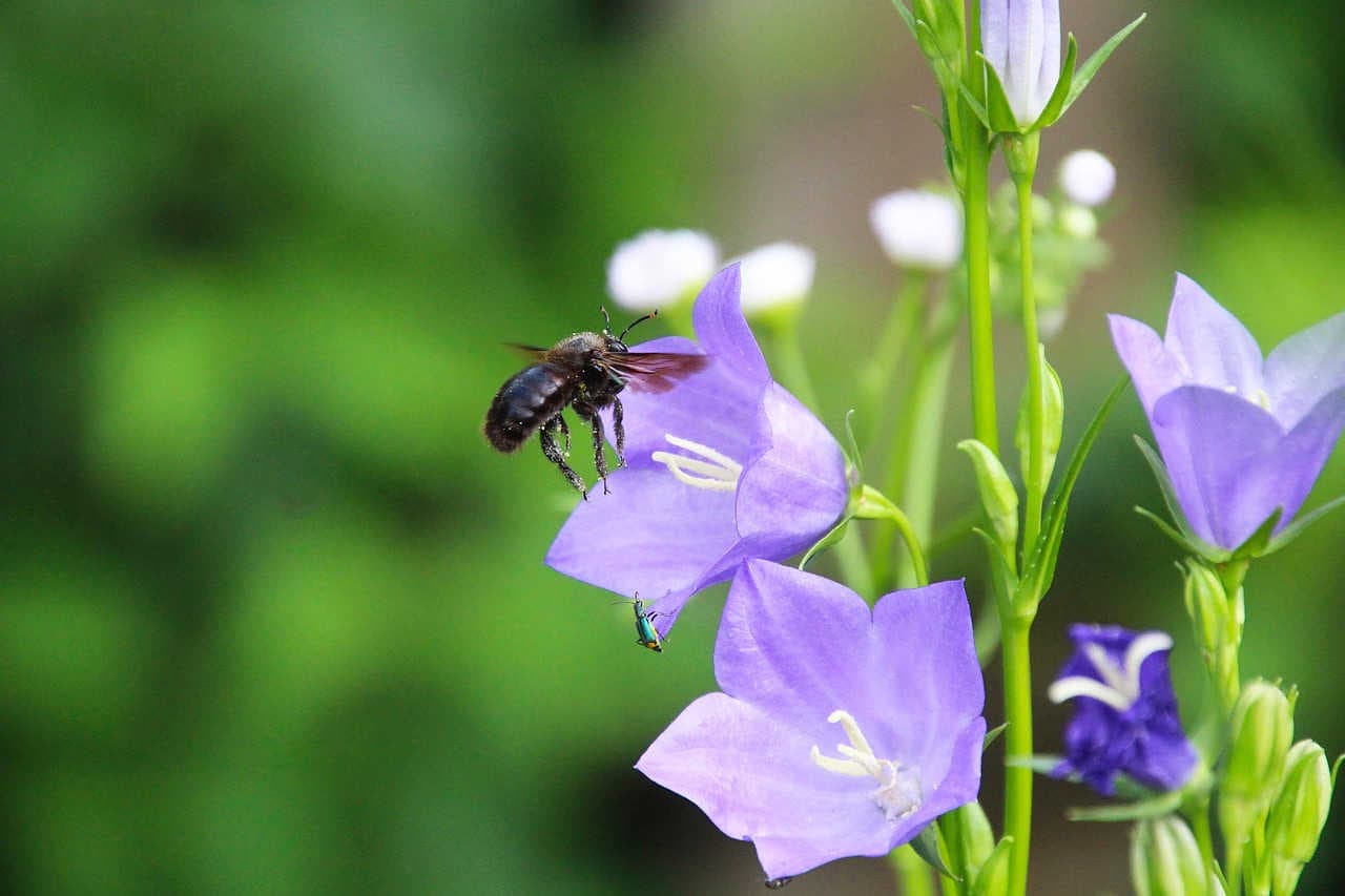 impollinatore