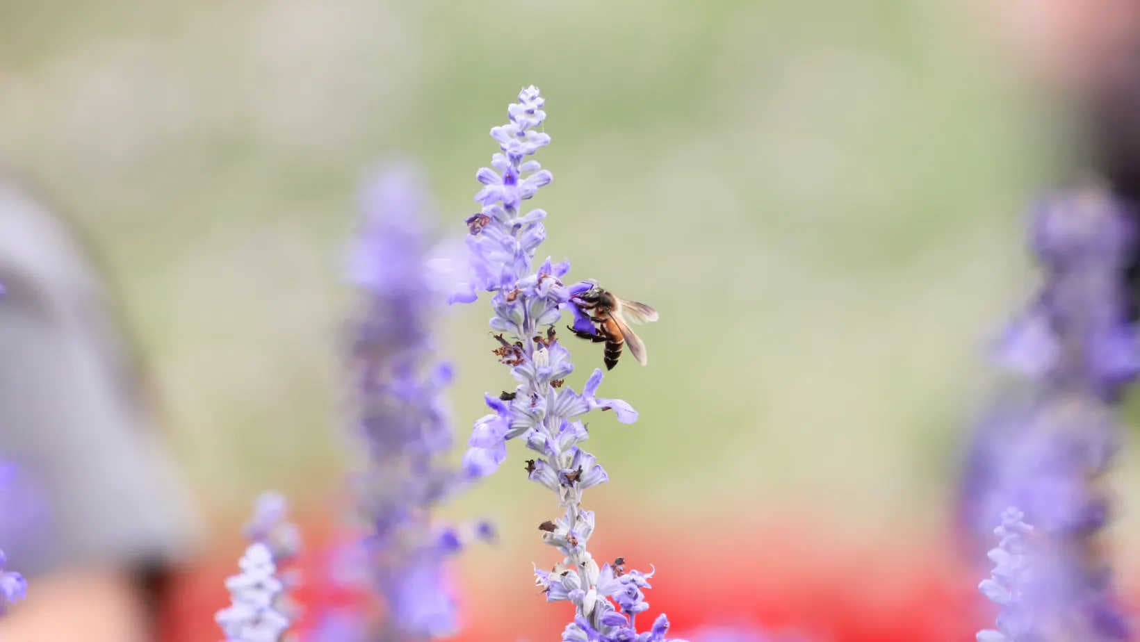Warum sollte man Kindern etwas über Bienen erzählen?