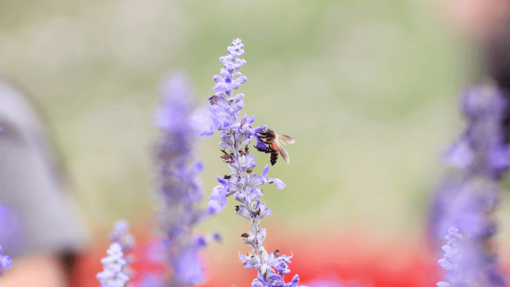 ¿Por qué contar abejas a los niños?