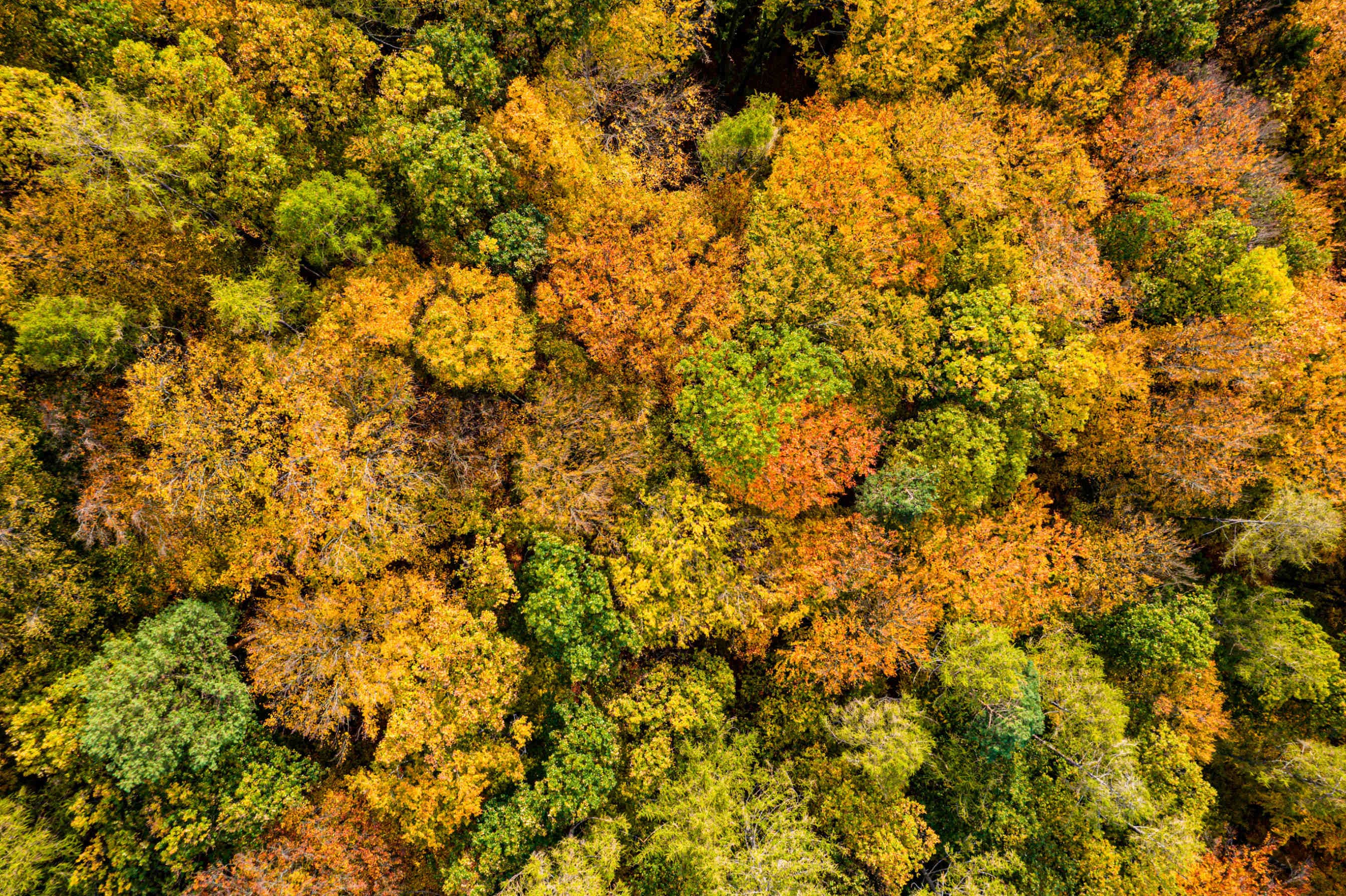 alberi biodiversità