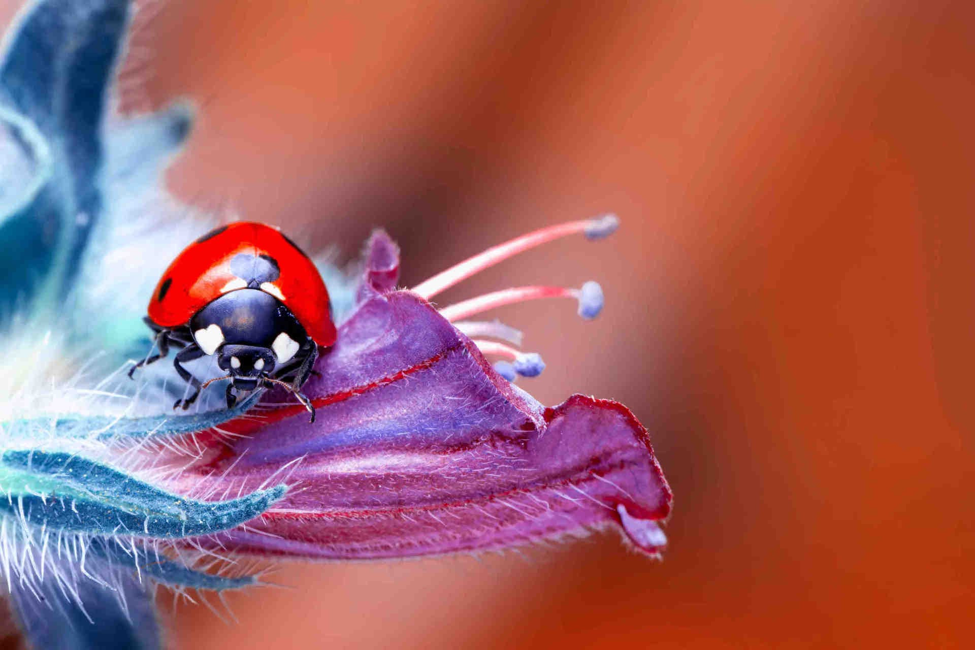Coccinelles
