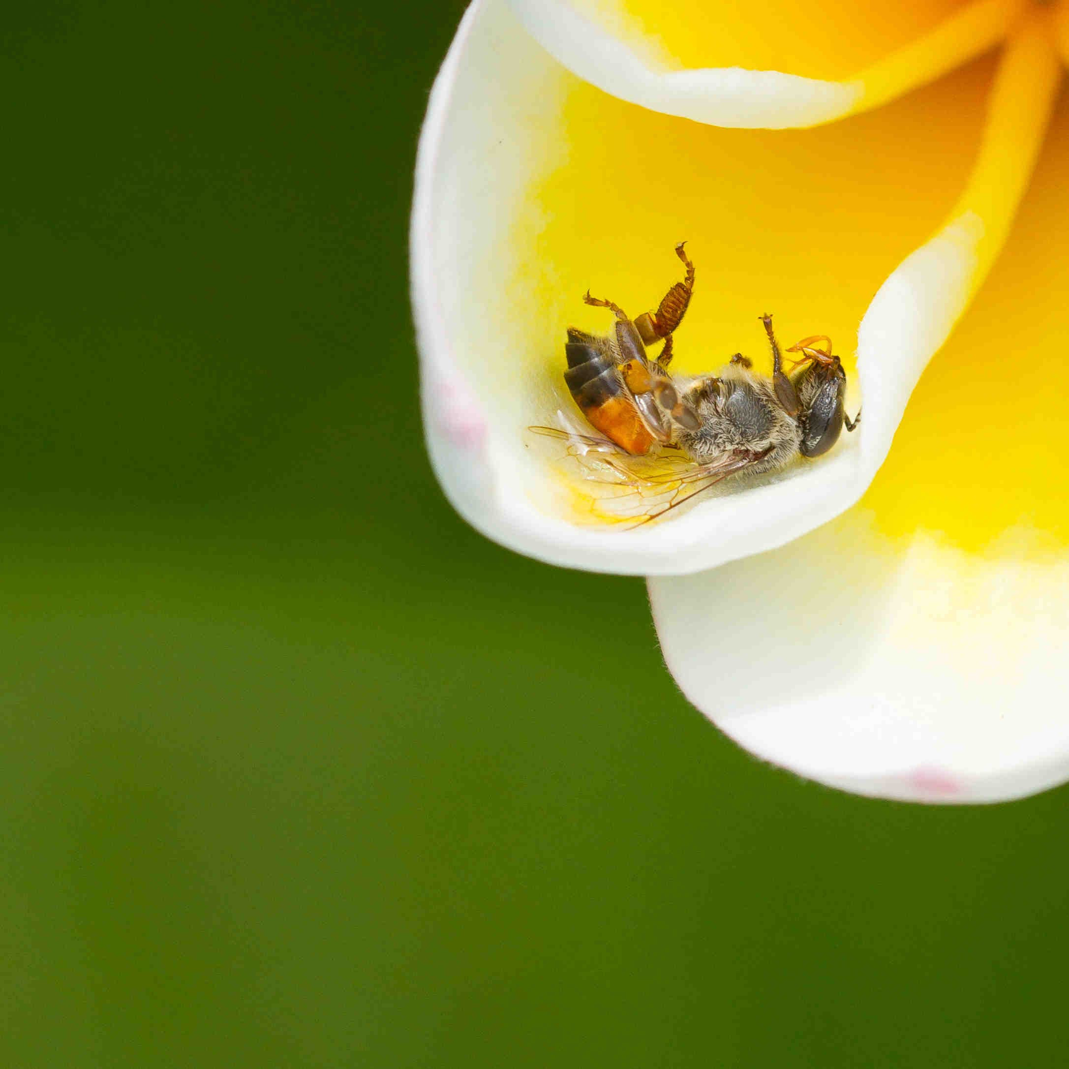 ape morta su fiore