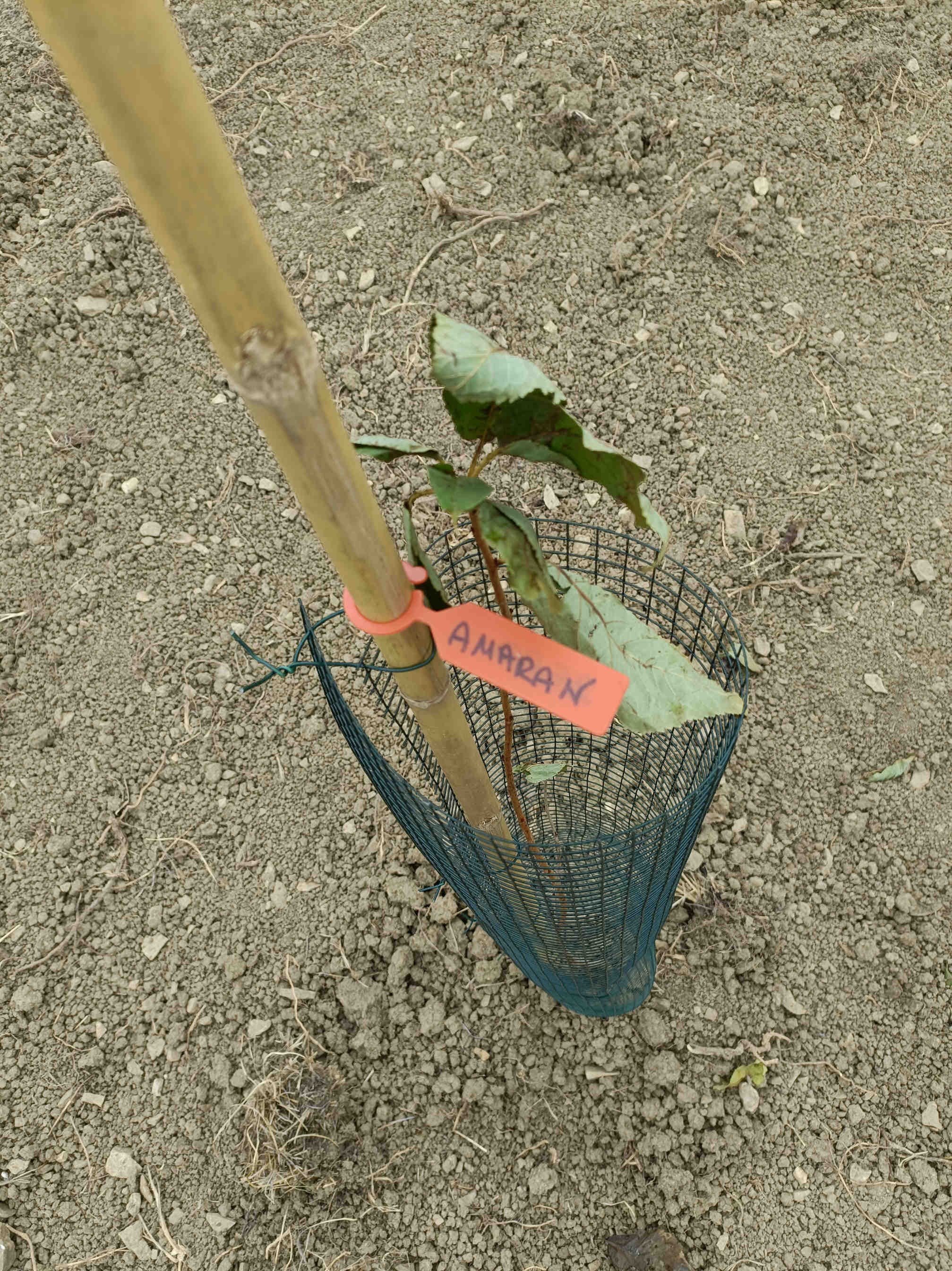 Albero Amara