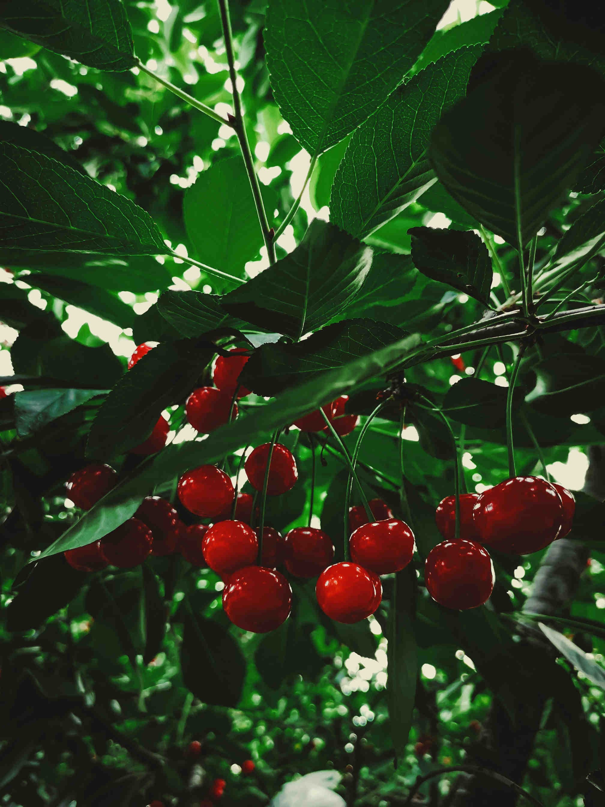 Cherry honey: what is it and where does it come from?