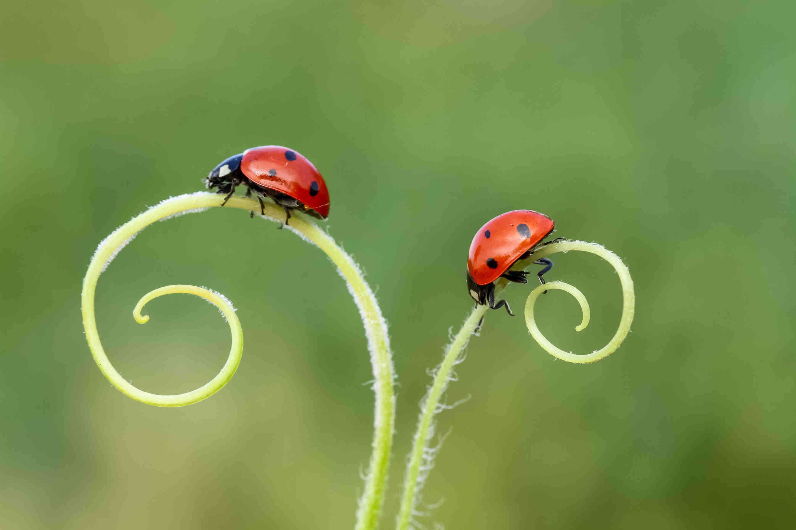 coccinelle