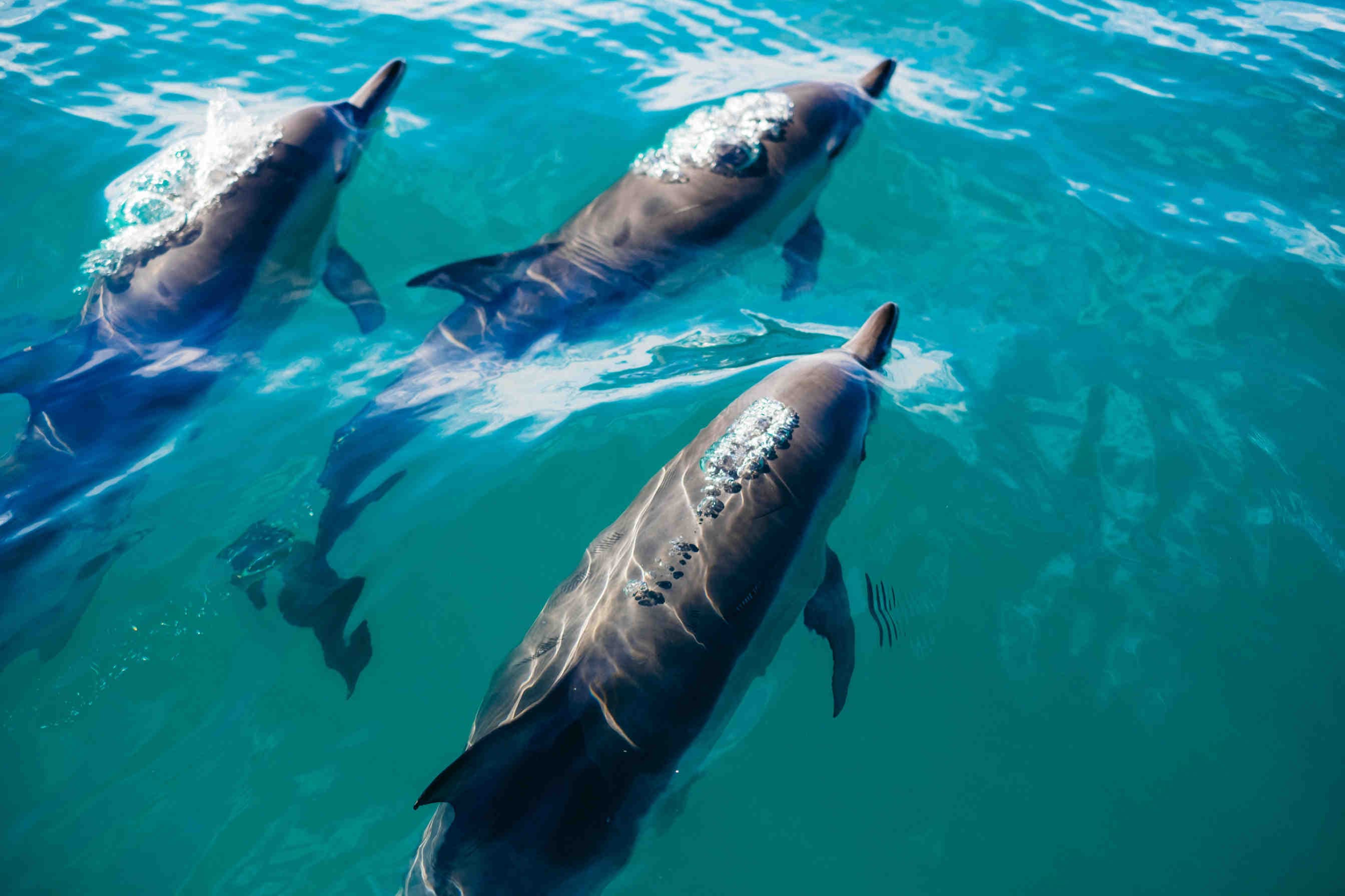 delfini