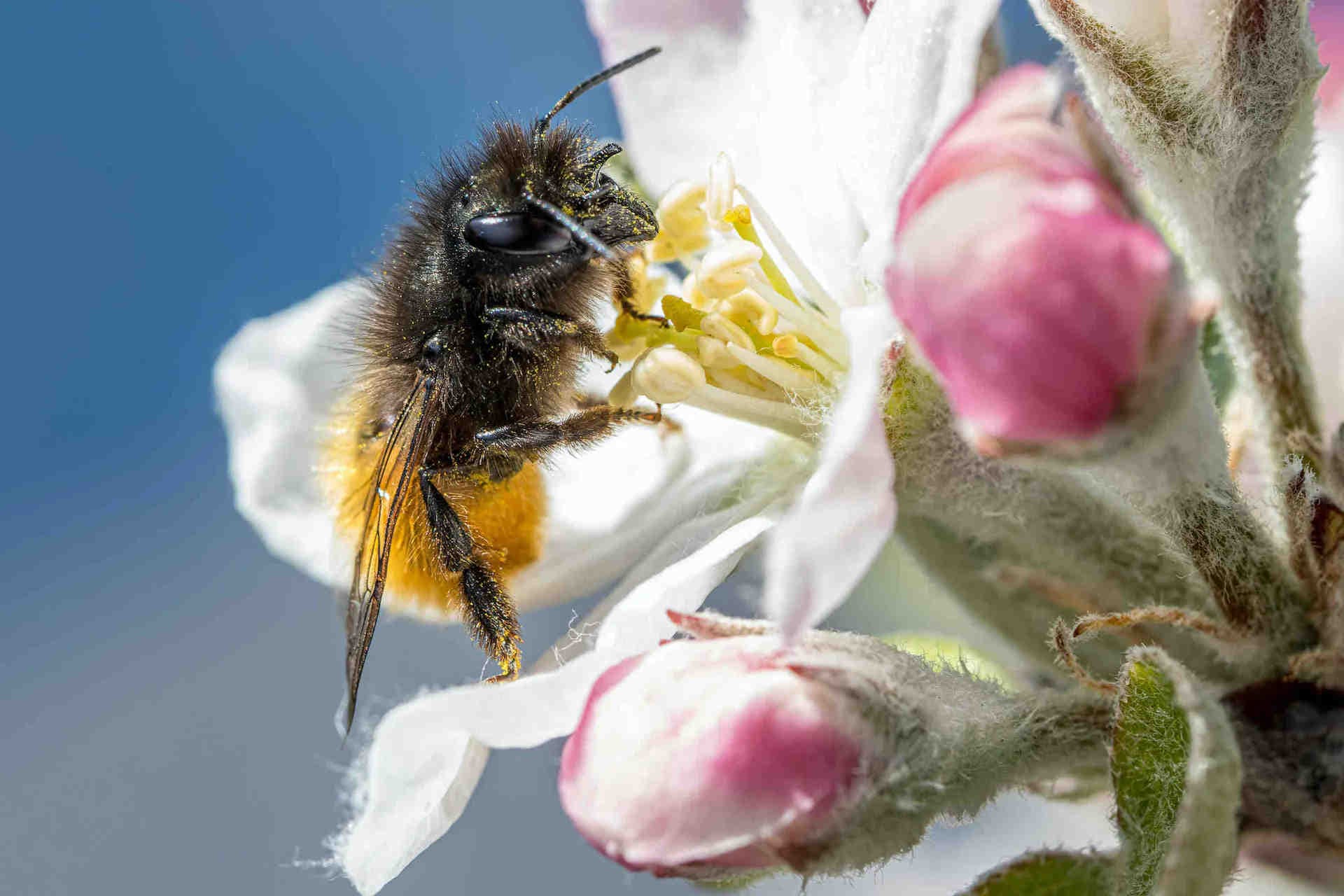 Conclusion : un avenir durable grâce aux pollinisateurs