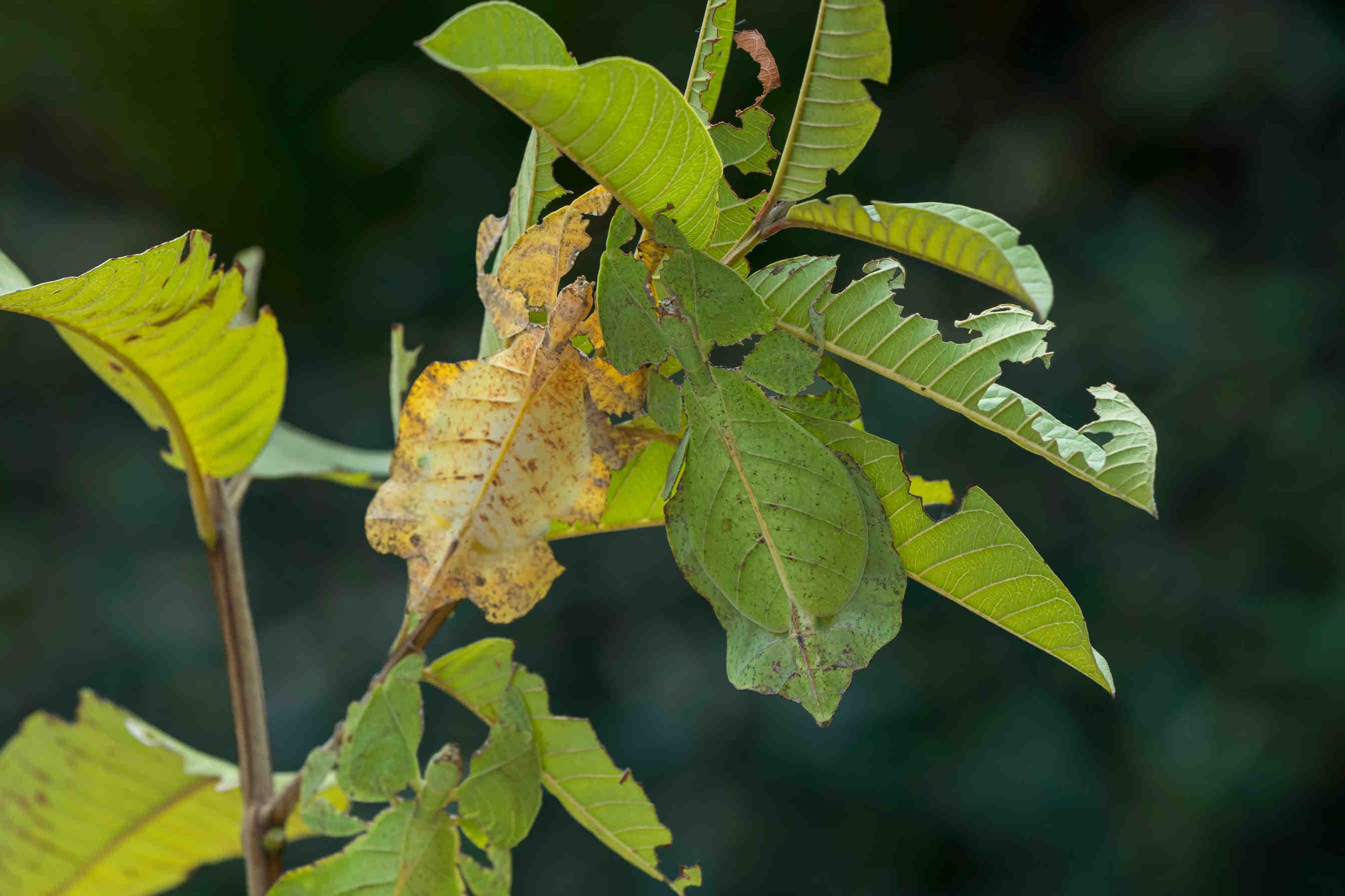 Phyllium