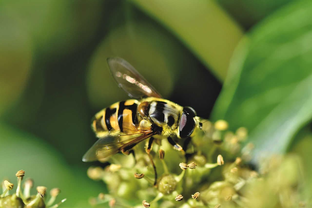 Myathropa florea
