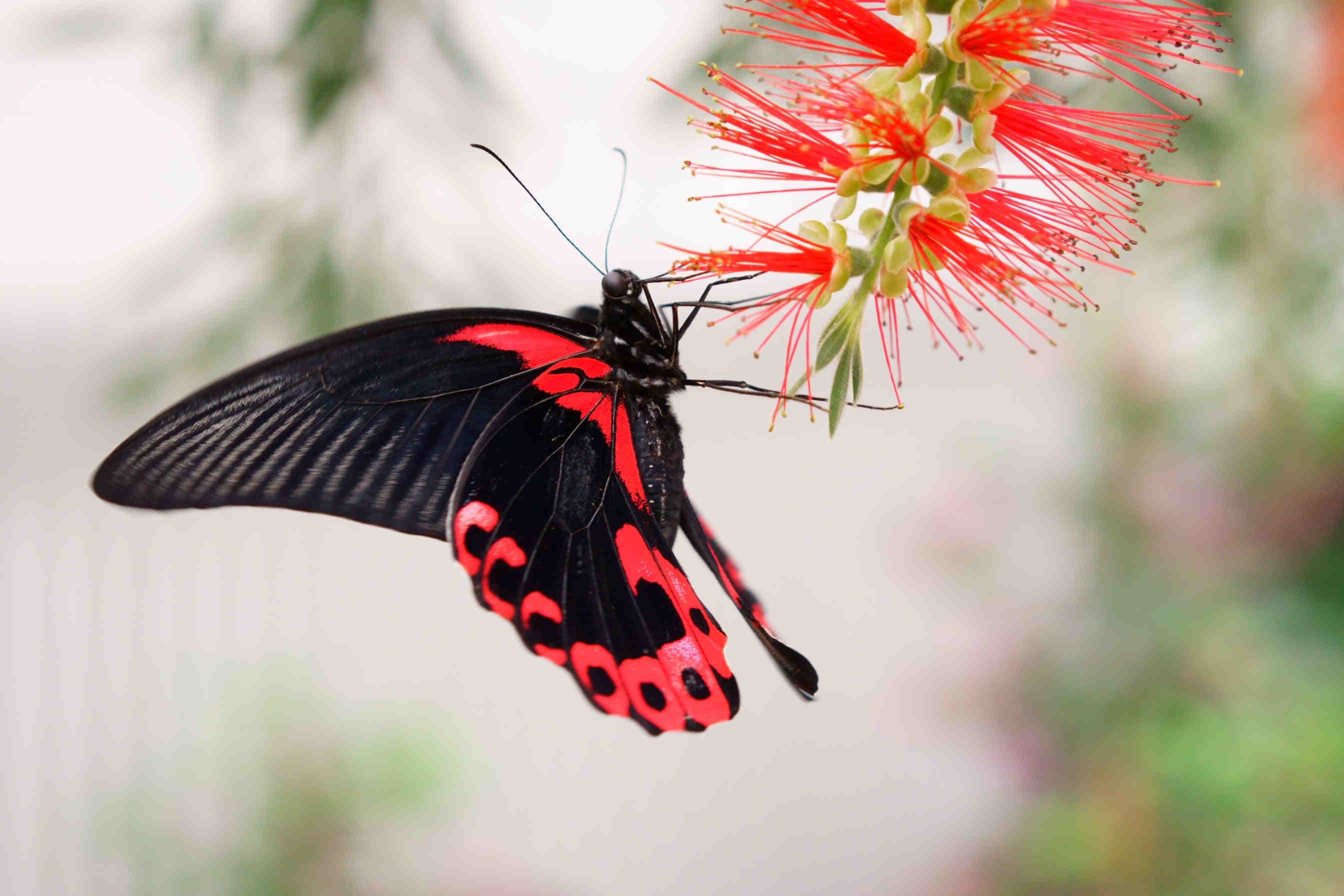 farfalla velenosa