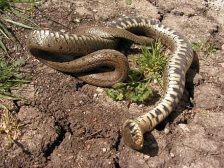Perché alcuni animali si fingono morti? La strategia della tanatosi