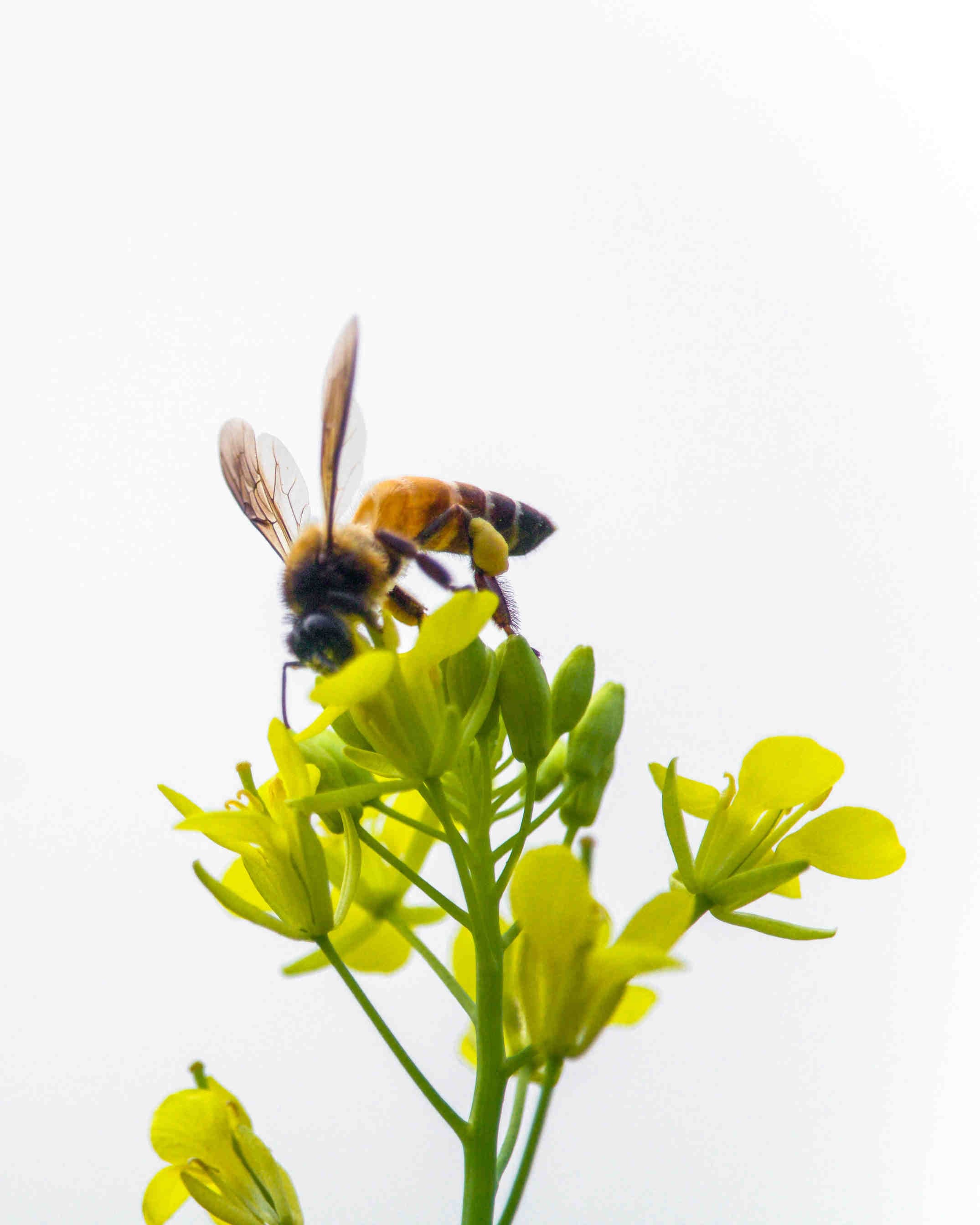 Thyme honey: properties and benefits