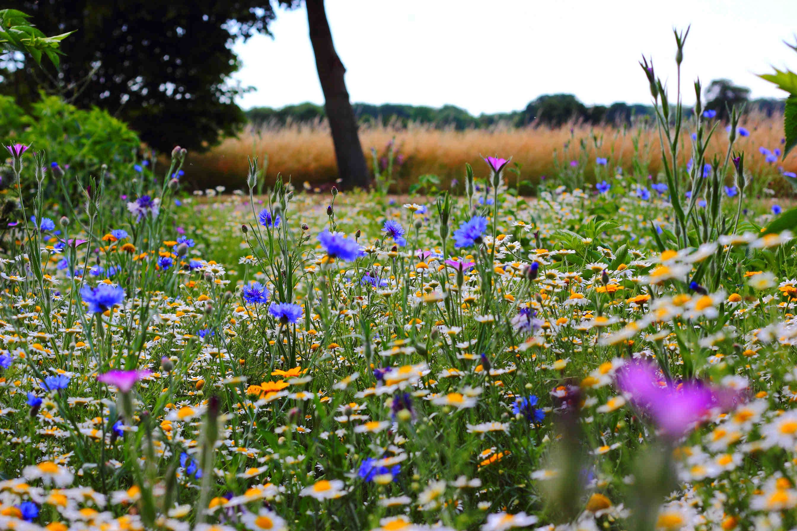 More flowers for pollinators: the EU initiative