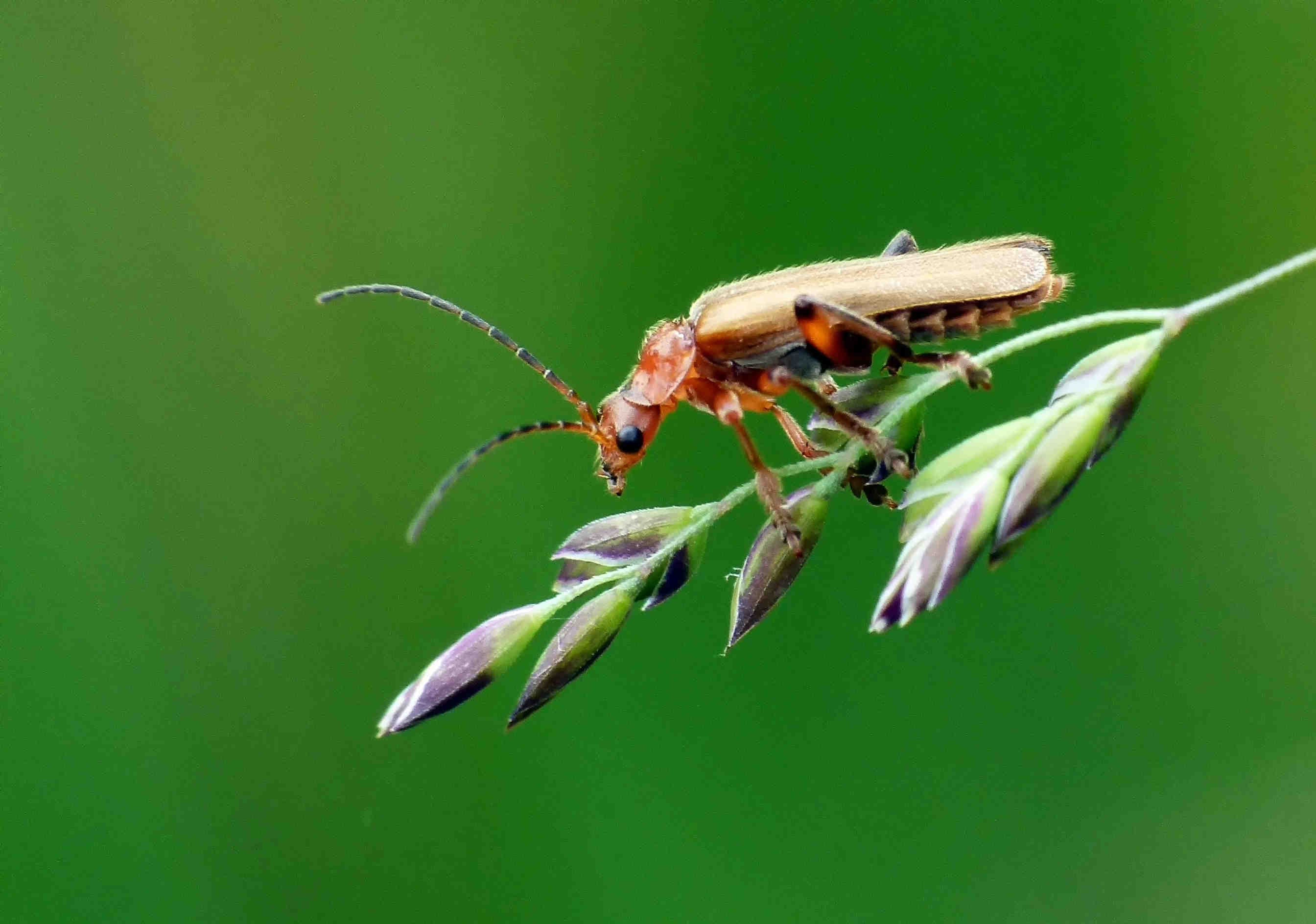 3bee-blog-BREEAM-ecological-framework