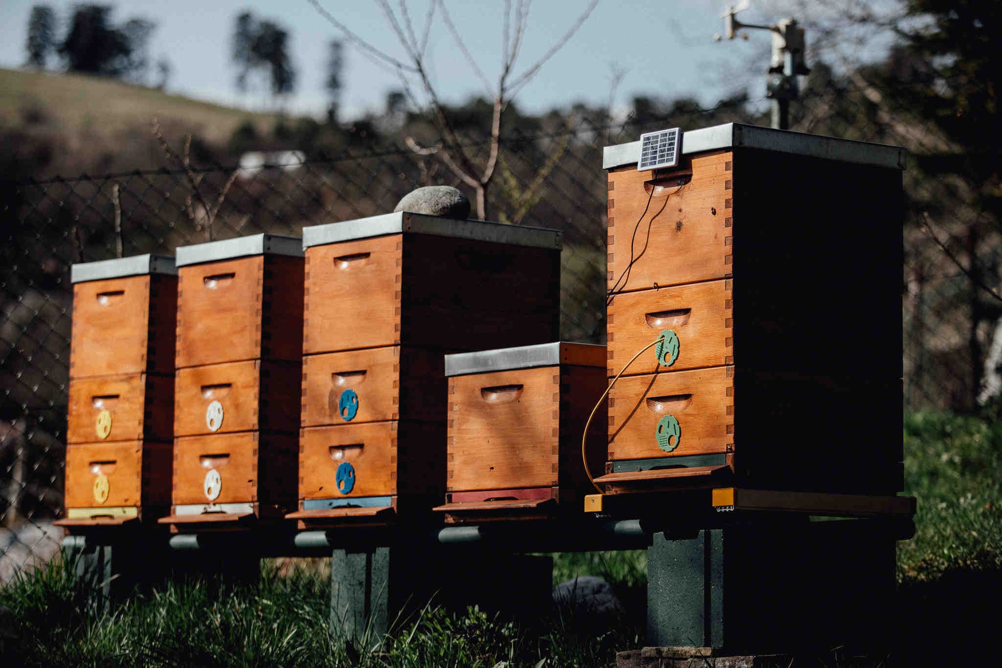 Biosurveillance 3Bee