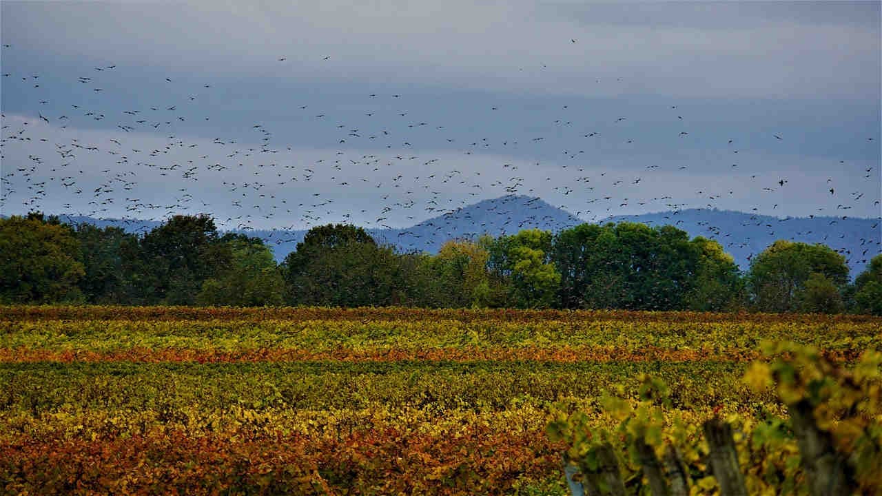 COP16 Biodiversità: i negoziati riprendono a Roma a febbraio 2025