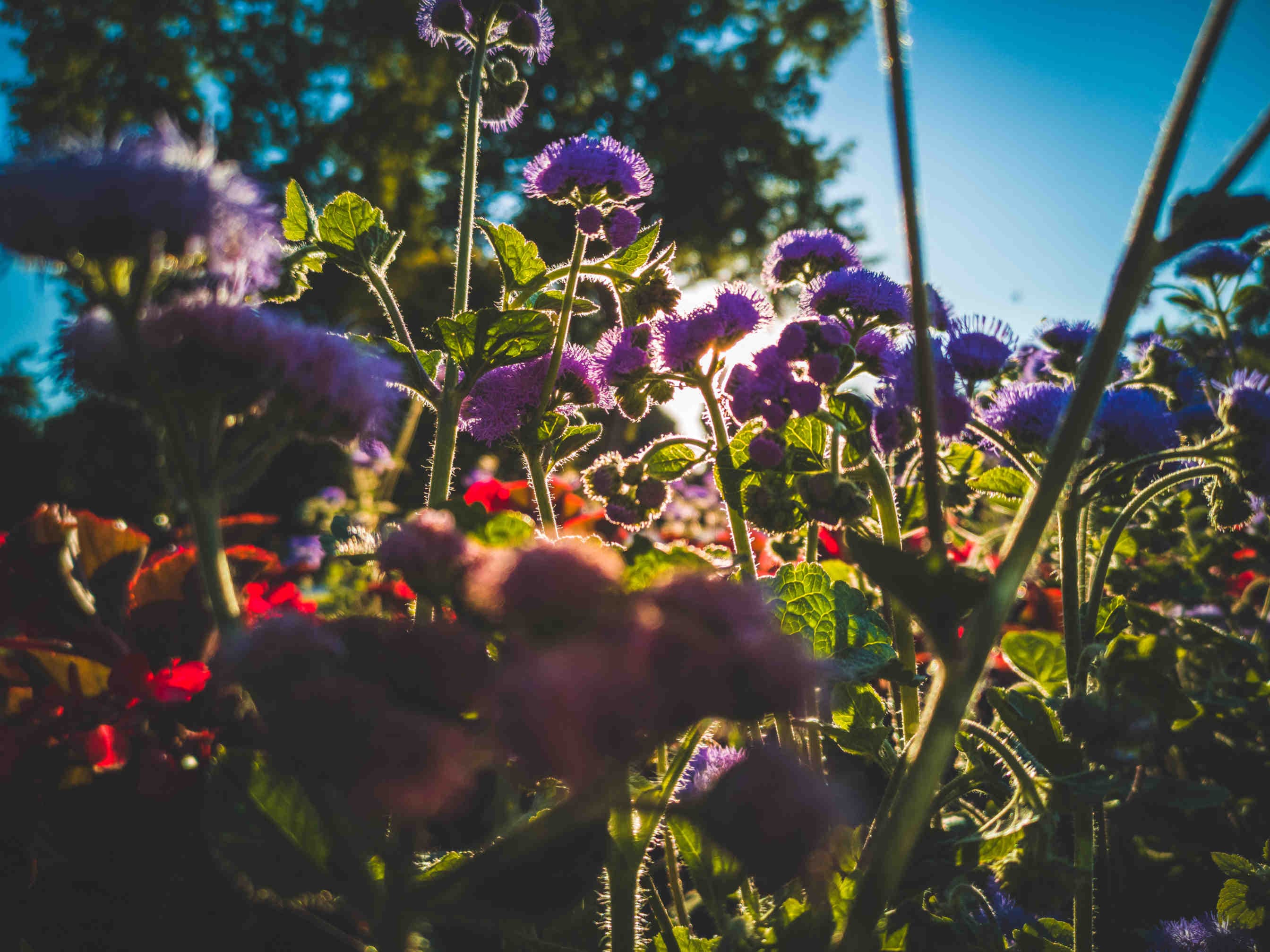 fiori
