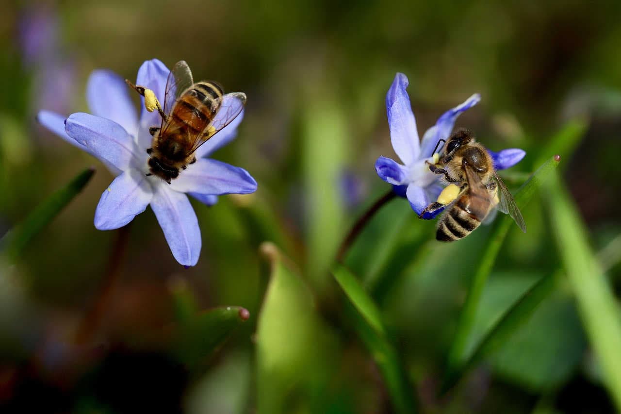 Perché rendicontare la biodiversità