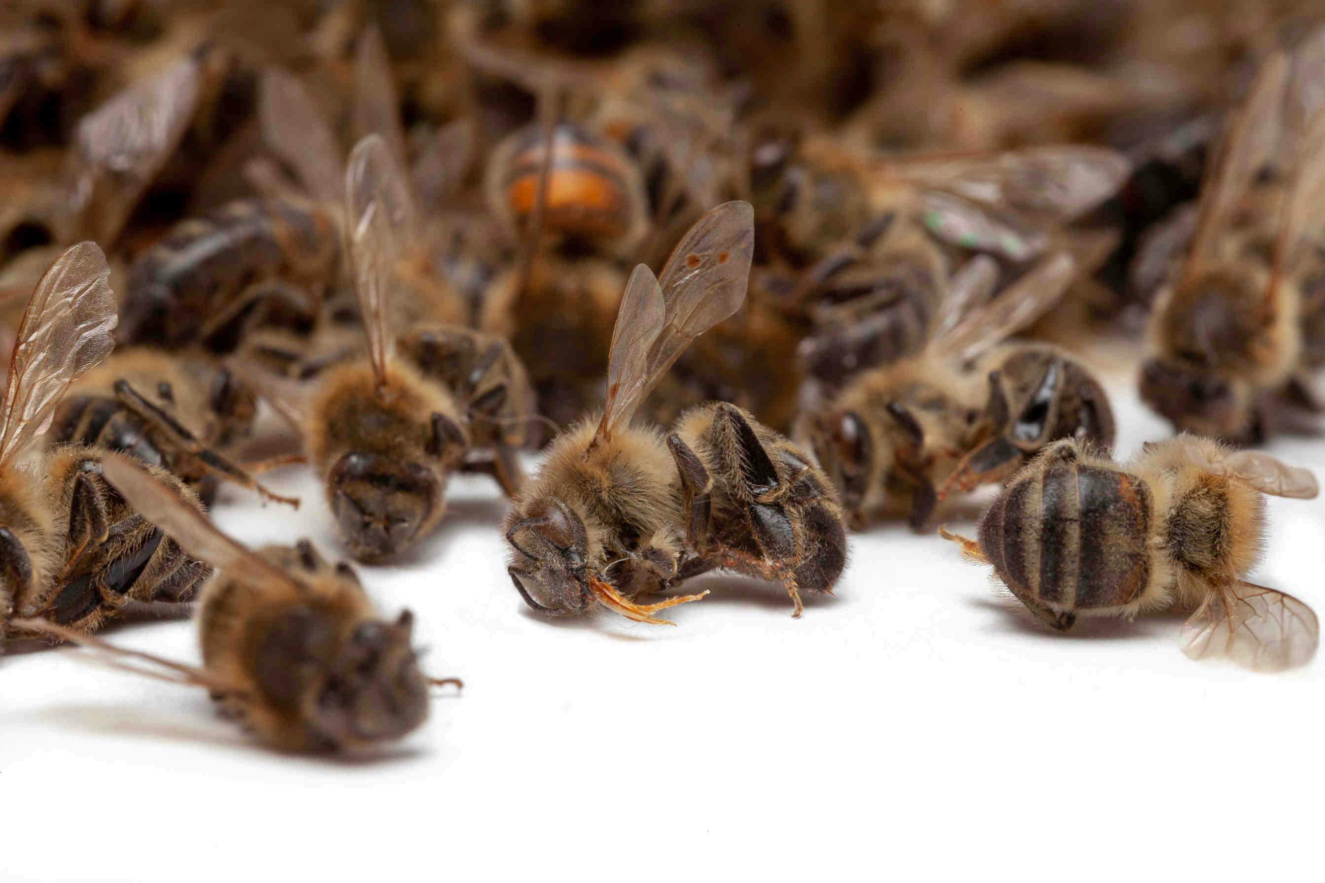 api da miele morte su sfondo bianco