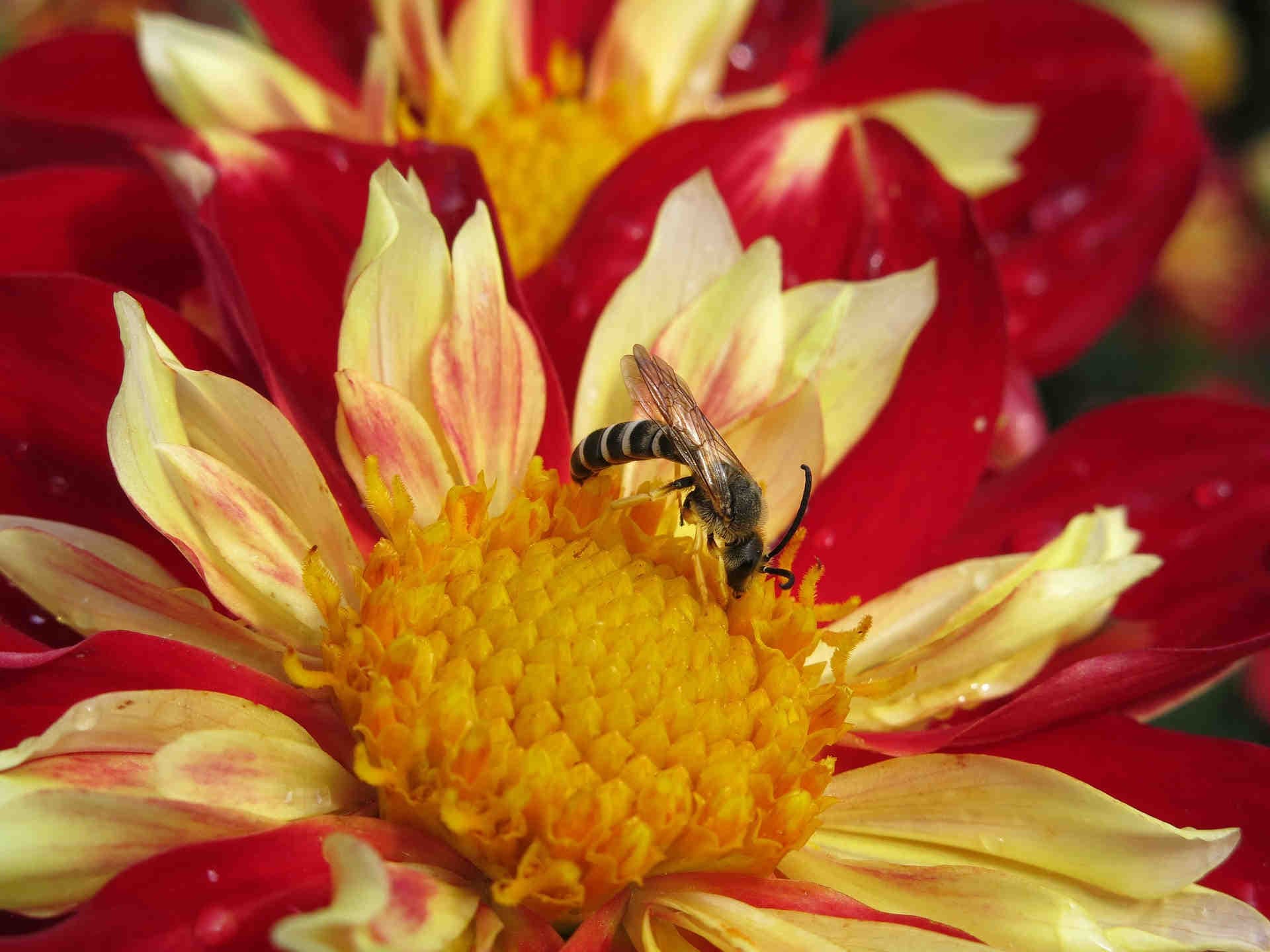 Halictus sp.