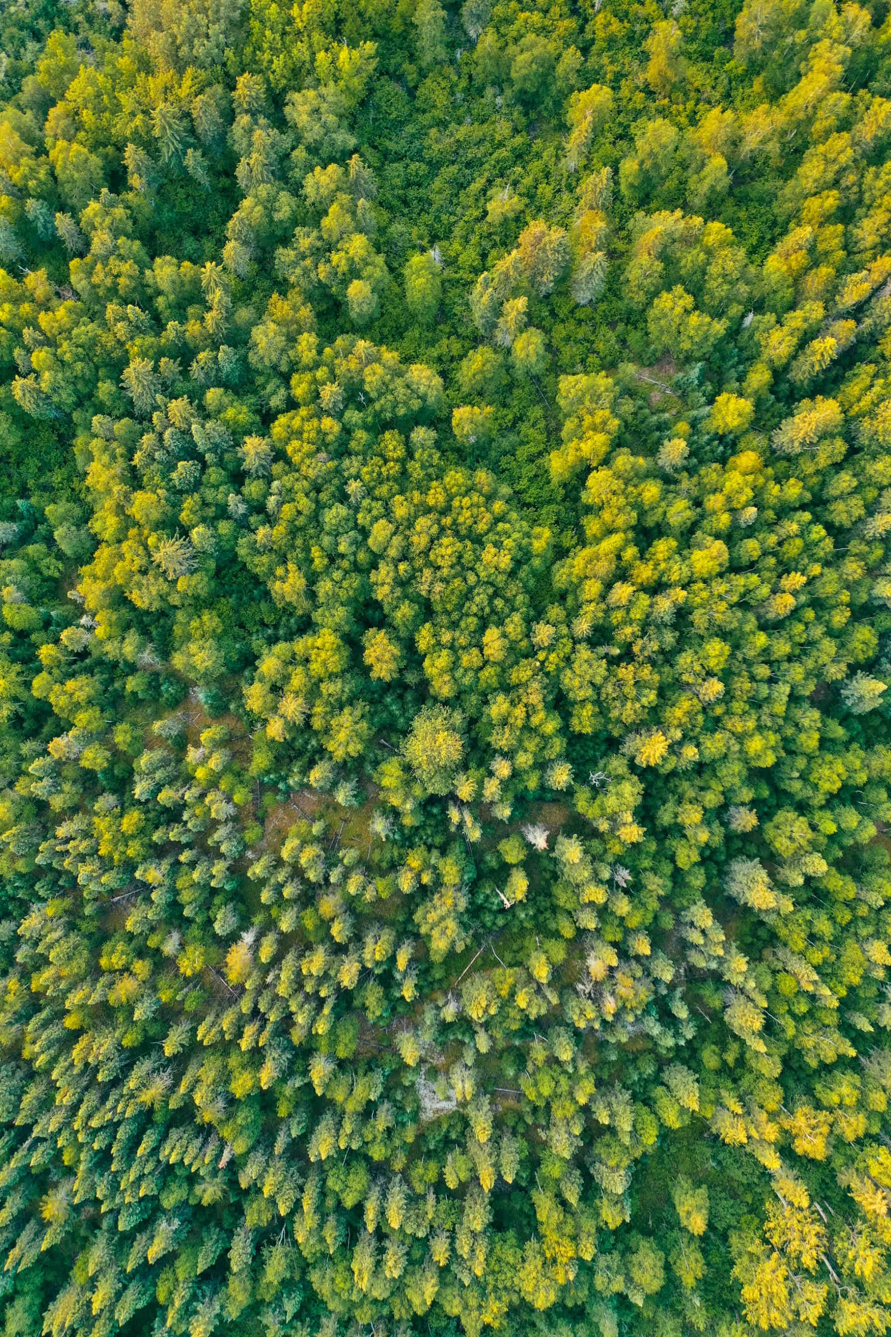 sostenibilità e greenwashing sfida imprese