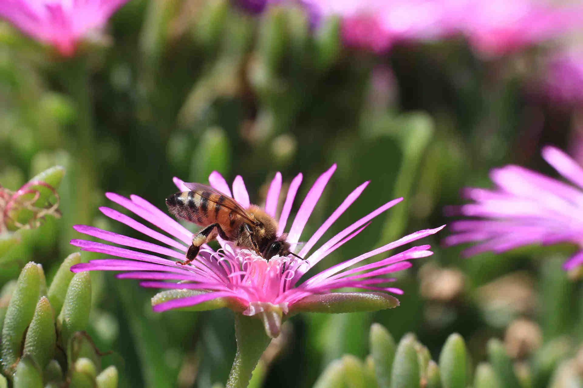Les effets de la sécheresse sur la biodiversité