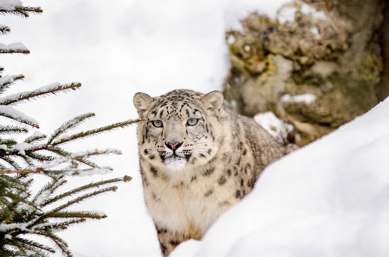 Il 23 ottobre è la Giornata mondiale del leopardo delle nevi