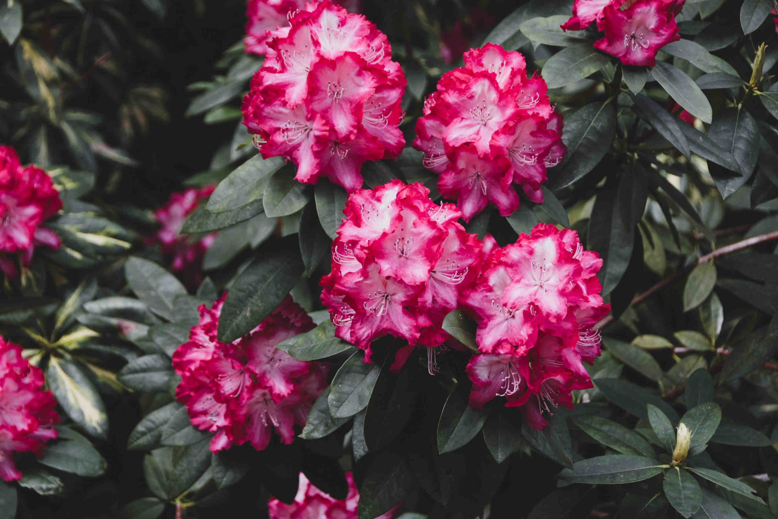 azalea