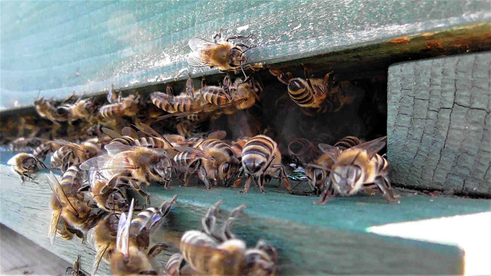Eine 'Befruchtungsmaschine'
