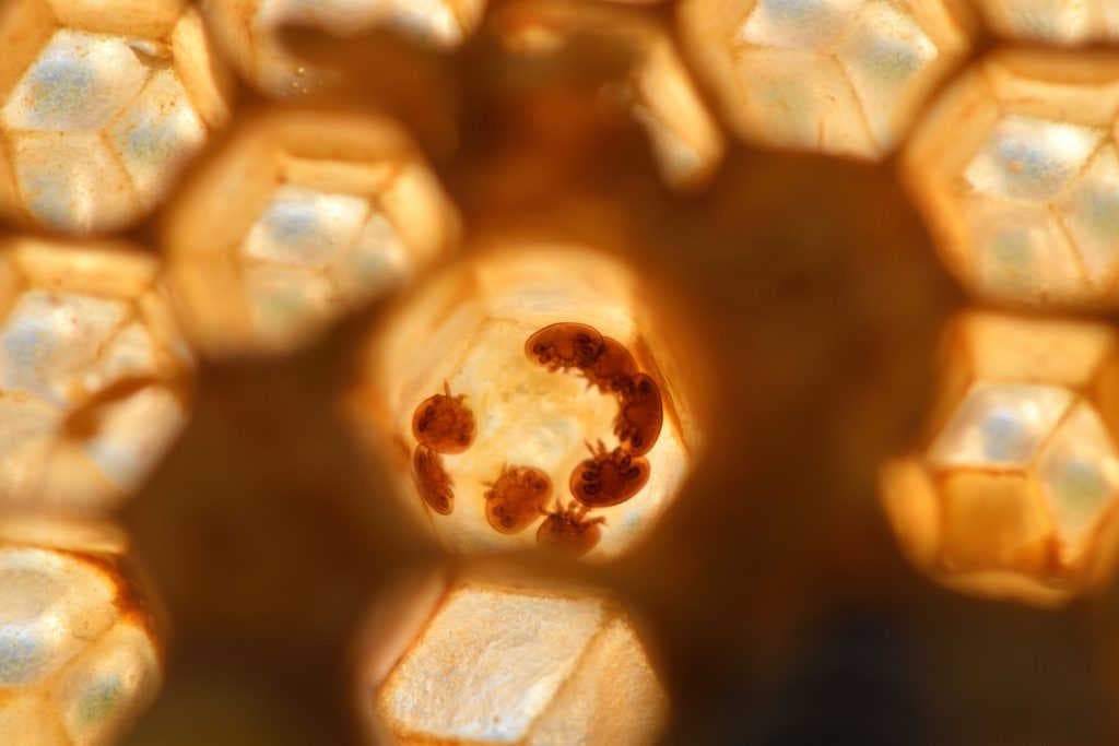 L’importanza dei trattamenti anti-varroa