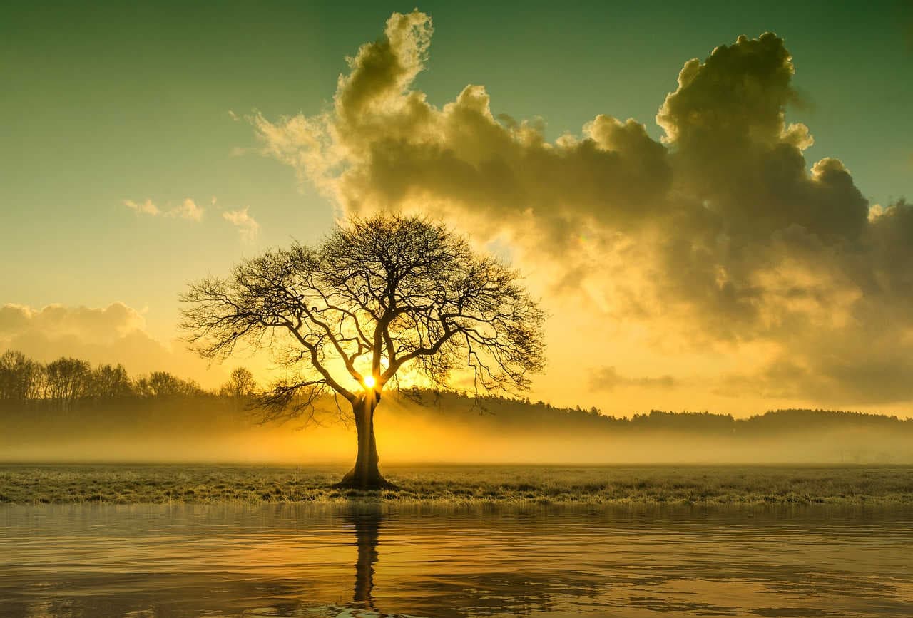 albero