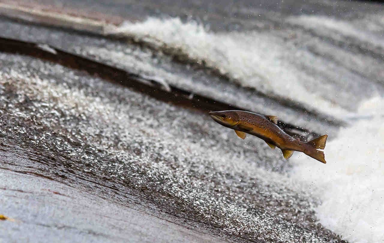 Il ruolo dell’olfatto in specie come piccioni e salmoni