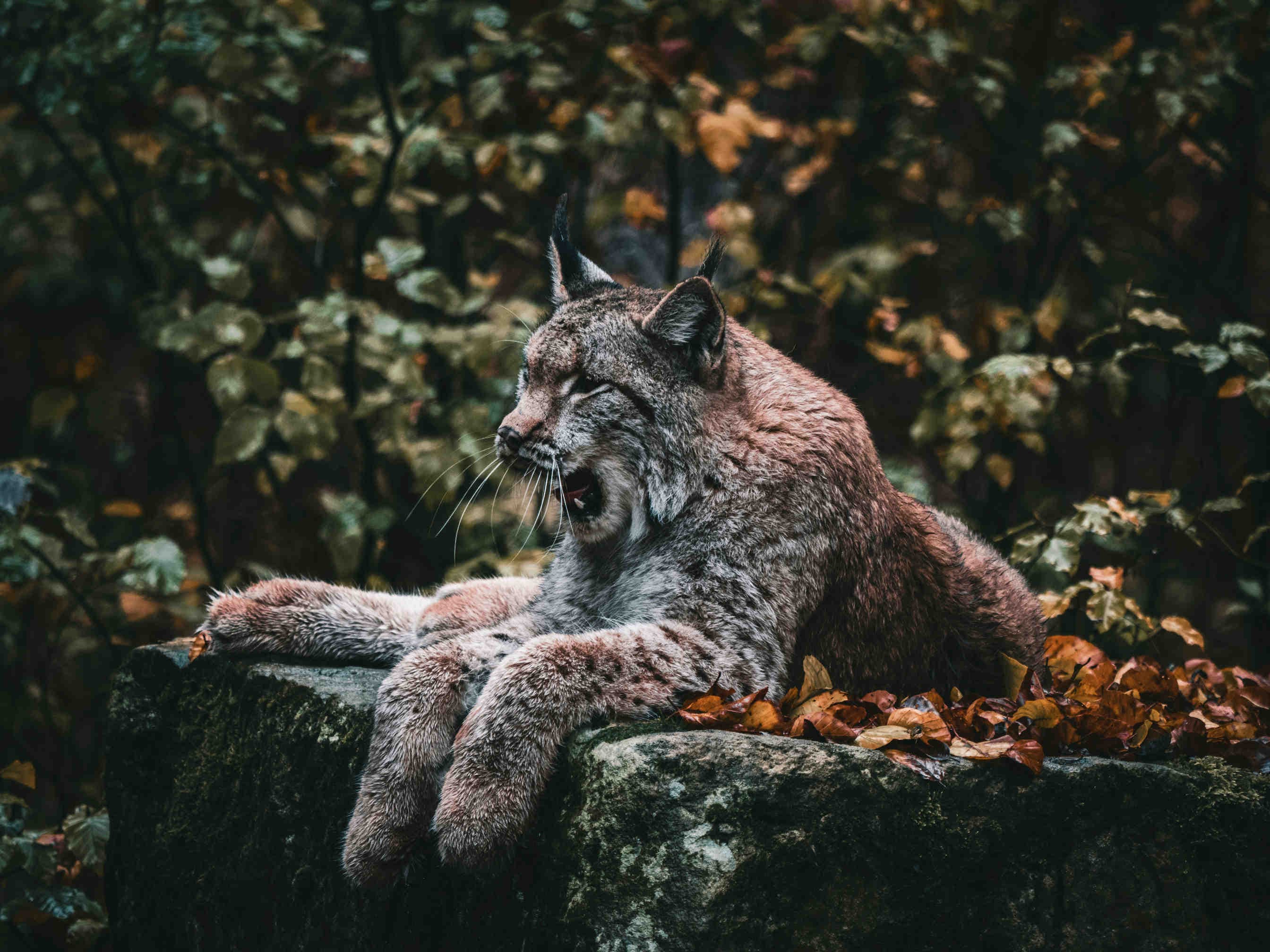 Luchs