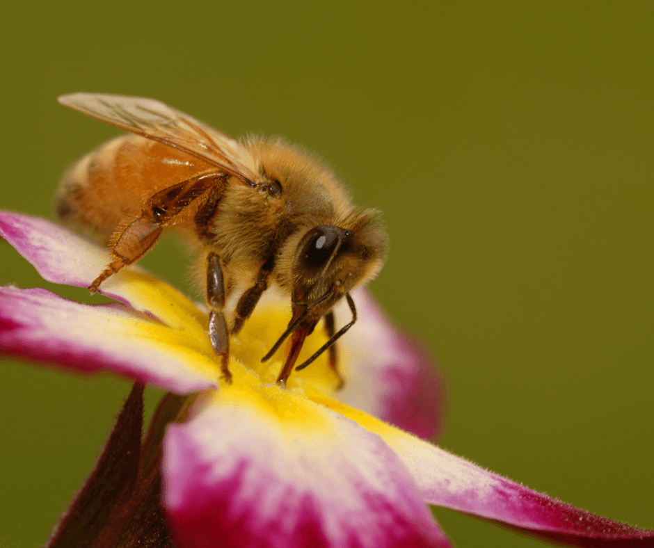 The Adopt-a-Hive Project