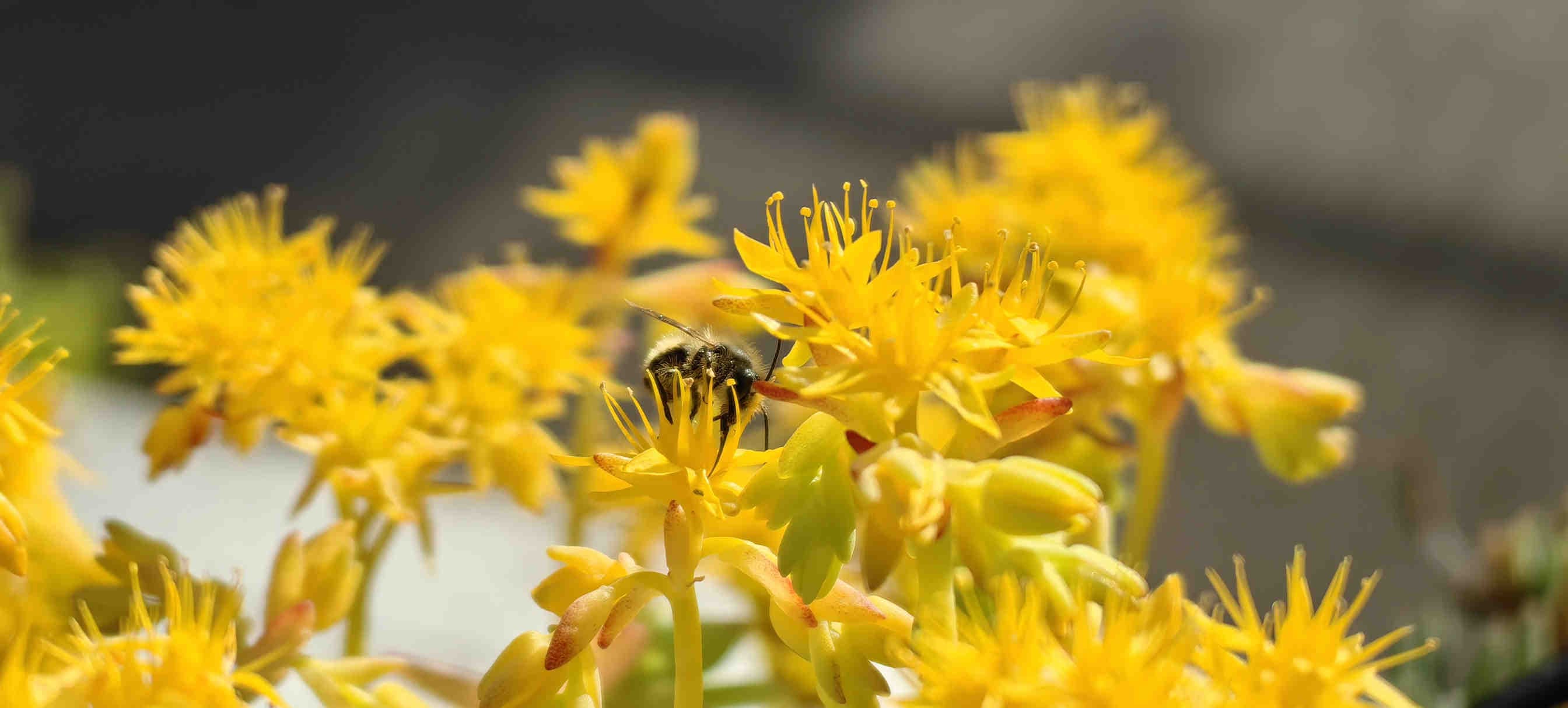3bee-blog-definizione-biodiversità-e-funzionamento-oasi