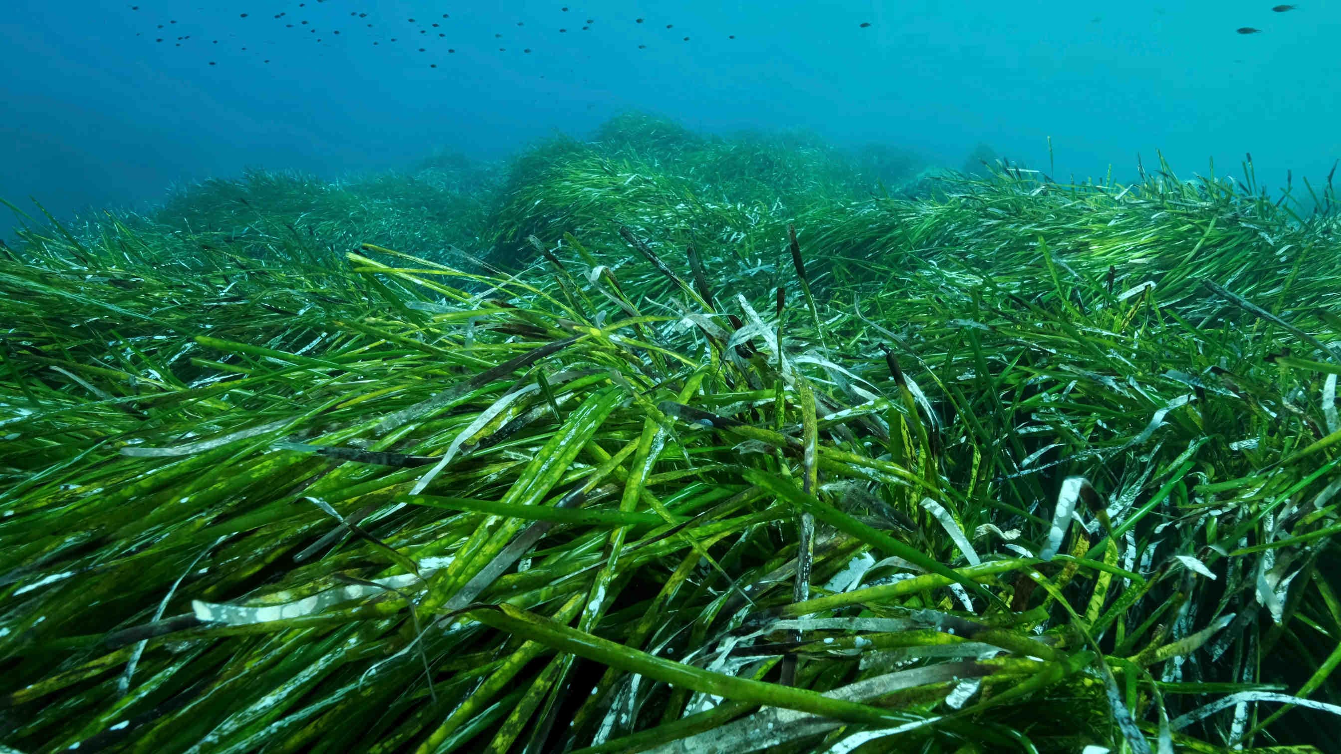 posidonia