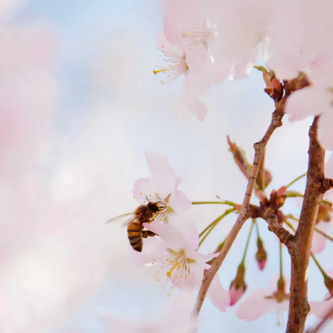 Initiativen zum Schutz der Bienen