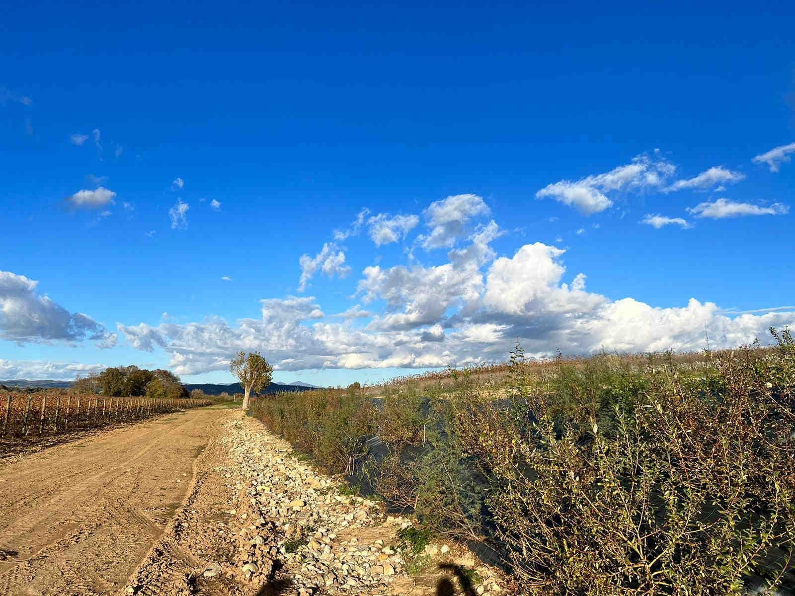 Mitigación del cambio climático y adaptación al mismo