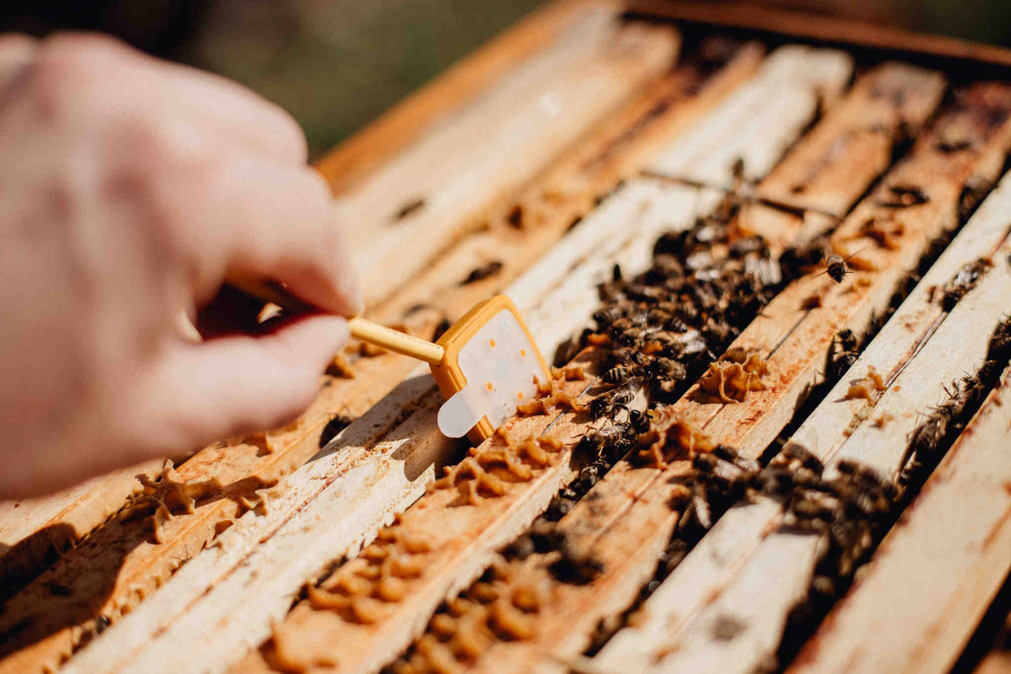 3bee abeilles
