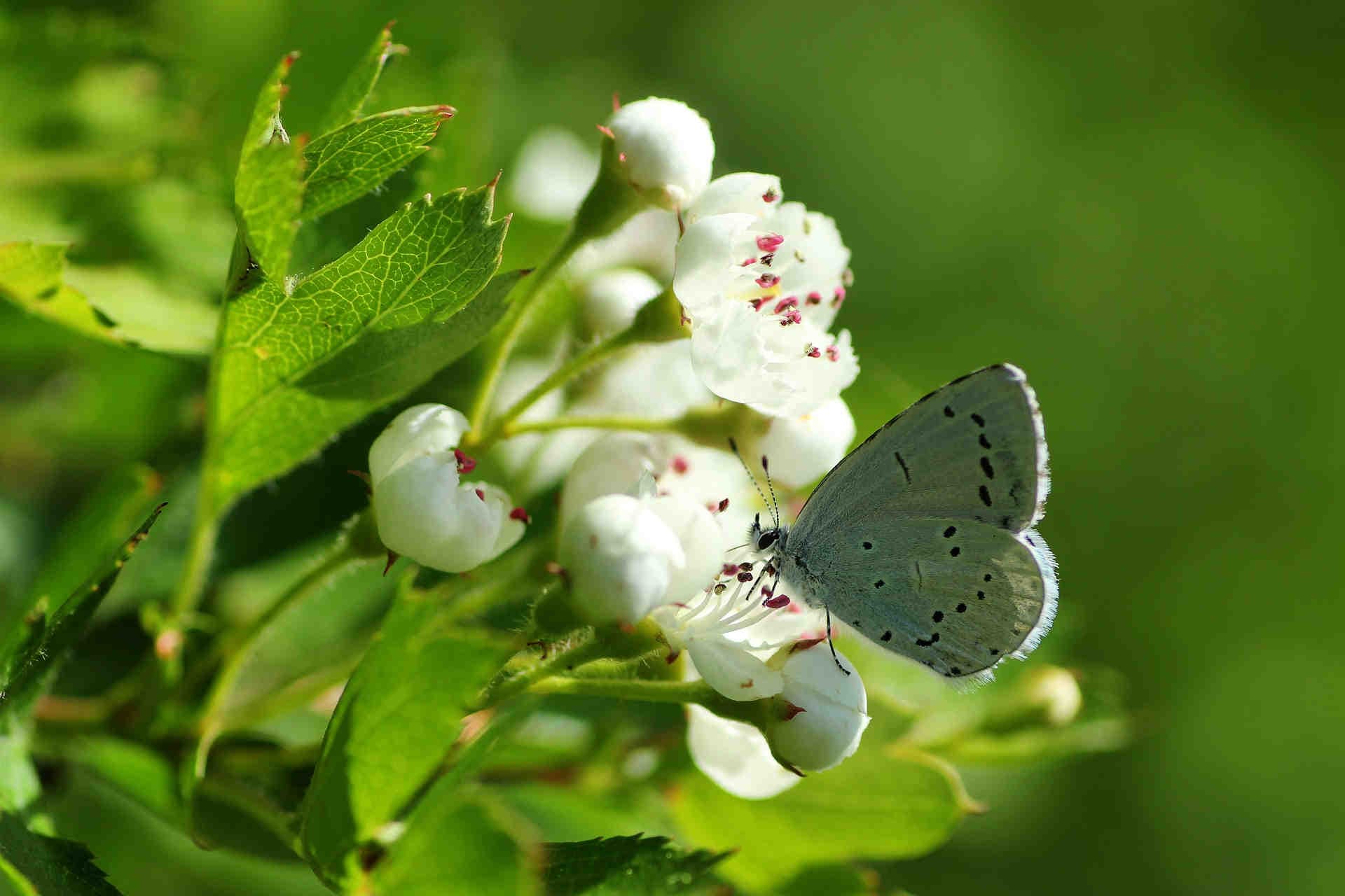 Il Biancospino e la Conservazione Ambientale
