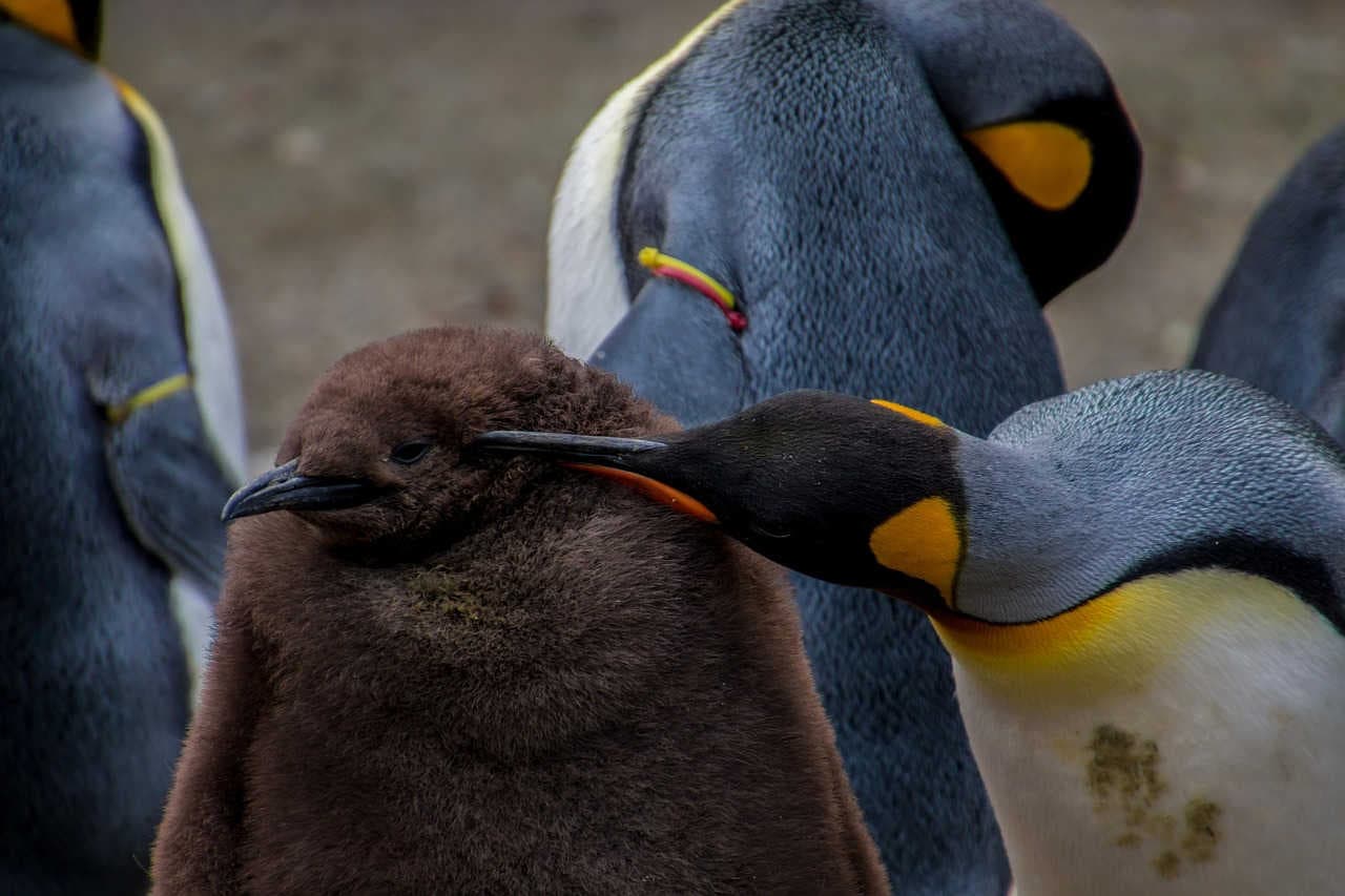 pinguino imperatore